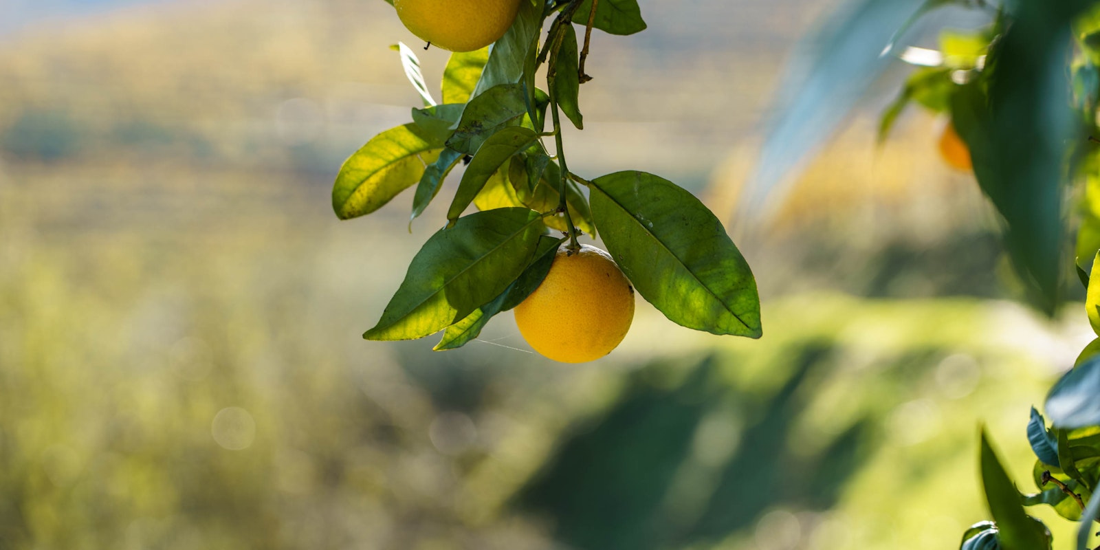 lemon tree