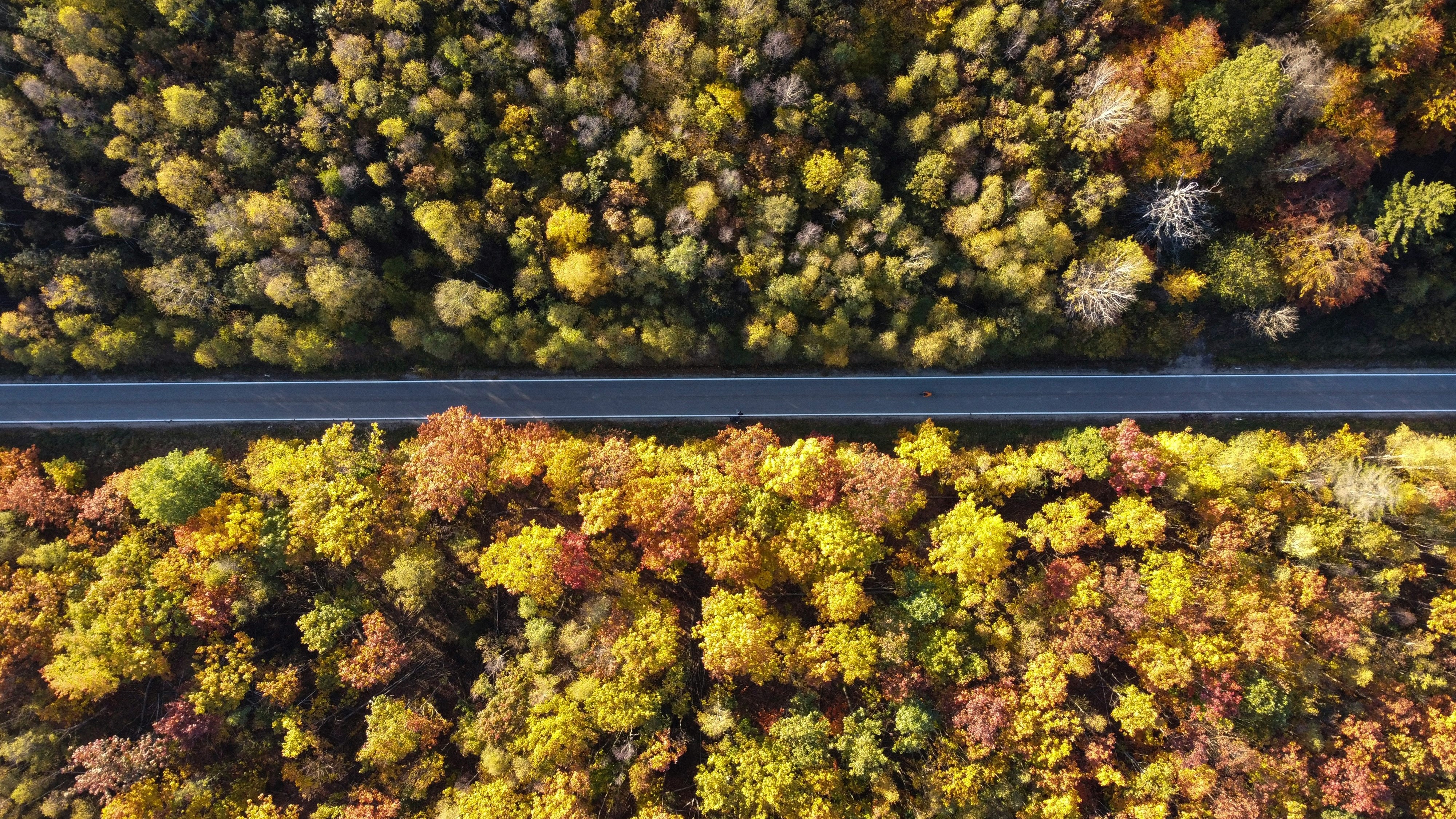 trees surrounding a road