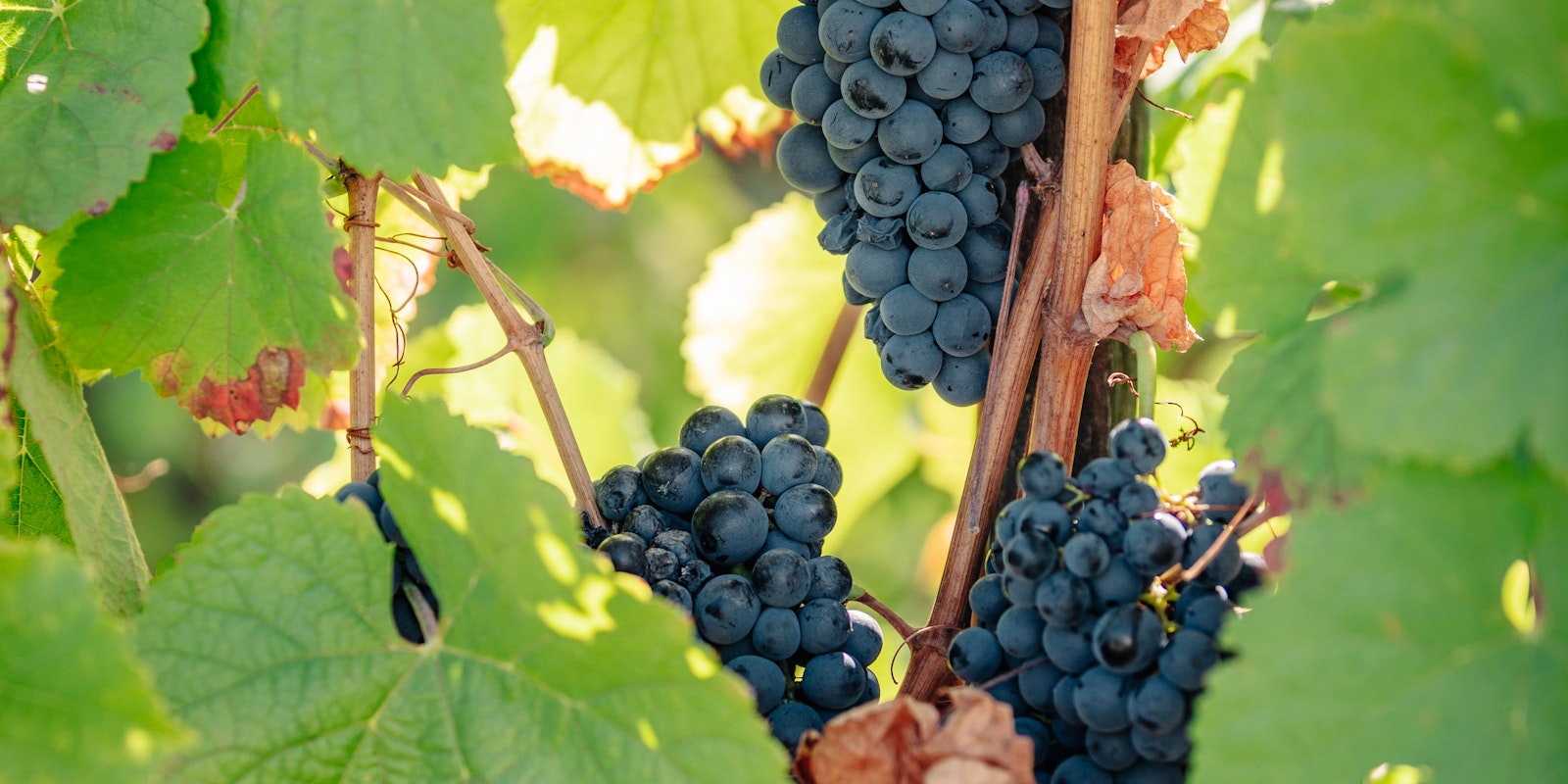 grapes vineyards