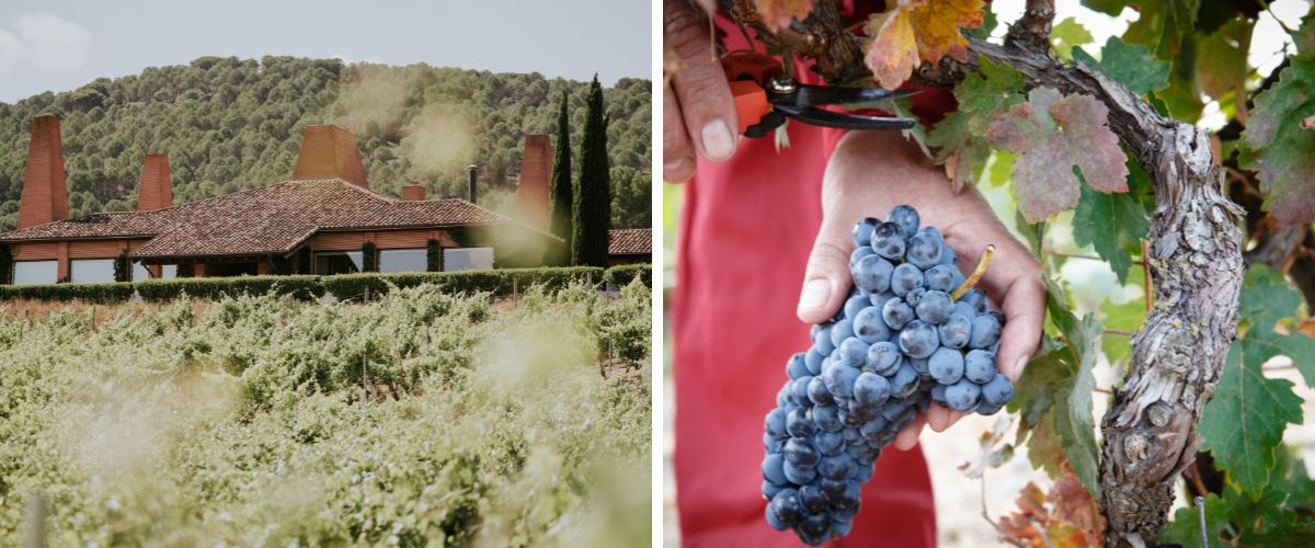 Bodega y Cosecha en Vina Mayor, Espana