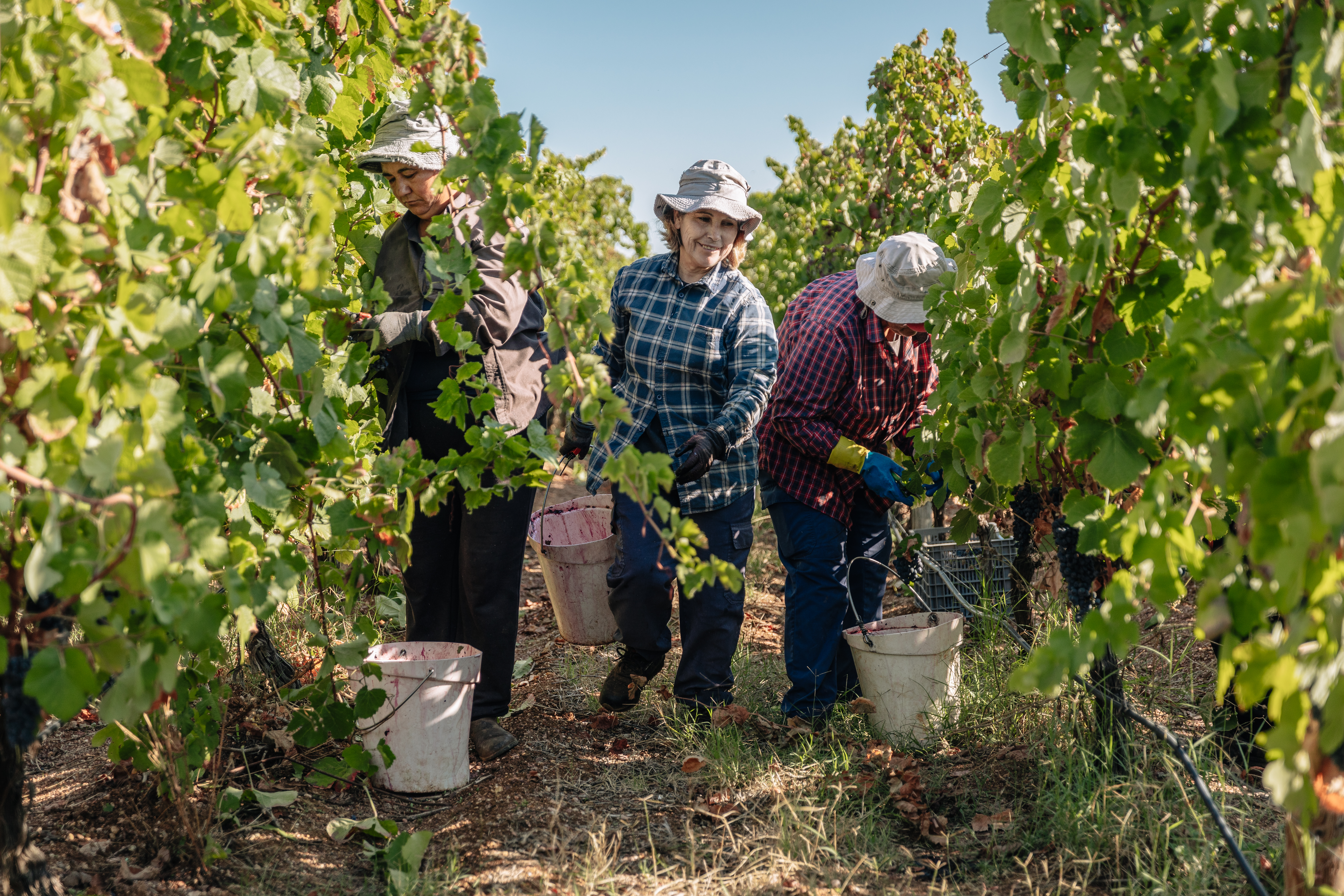 Happy ladies during Harvest at Alentejo (Sogrape)