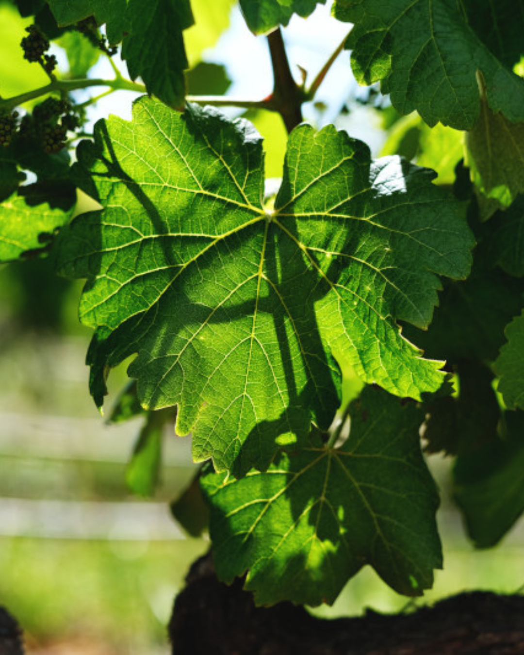 Sogrape's Nature & Biodiversity Strategy
