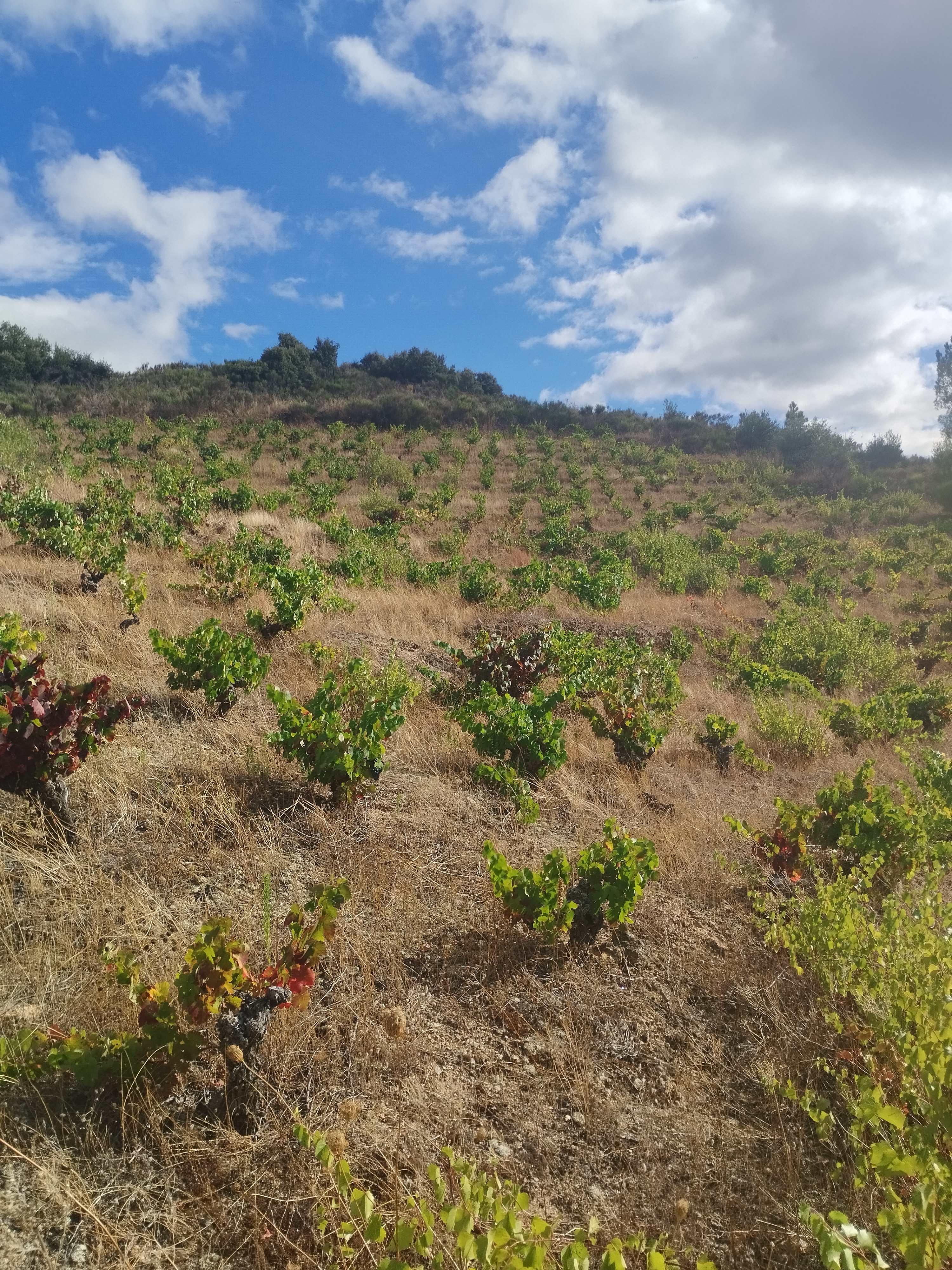 Série Ímpar Vinhas dos Homens: Un tributo a los orígenes y a la autenticidad de Trás-os-Montes