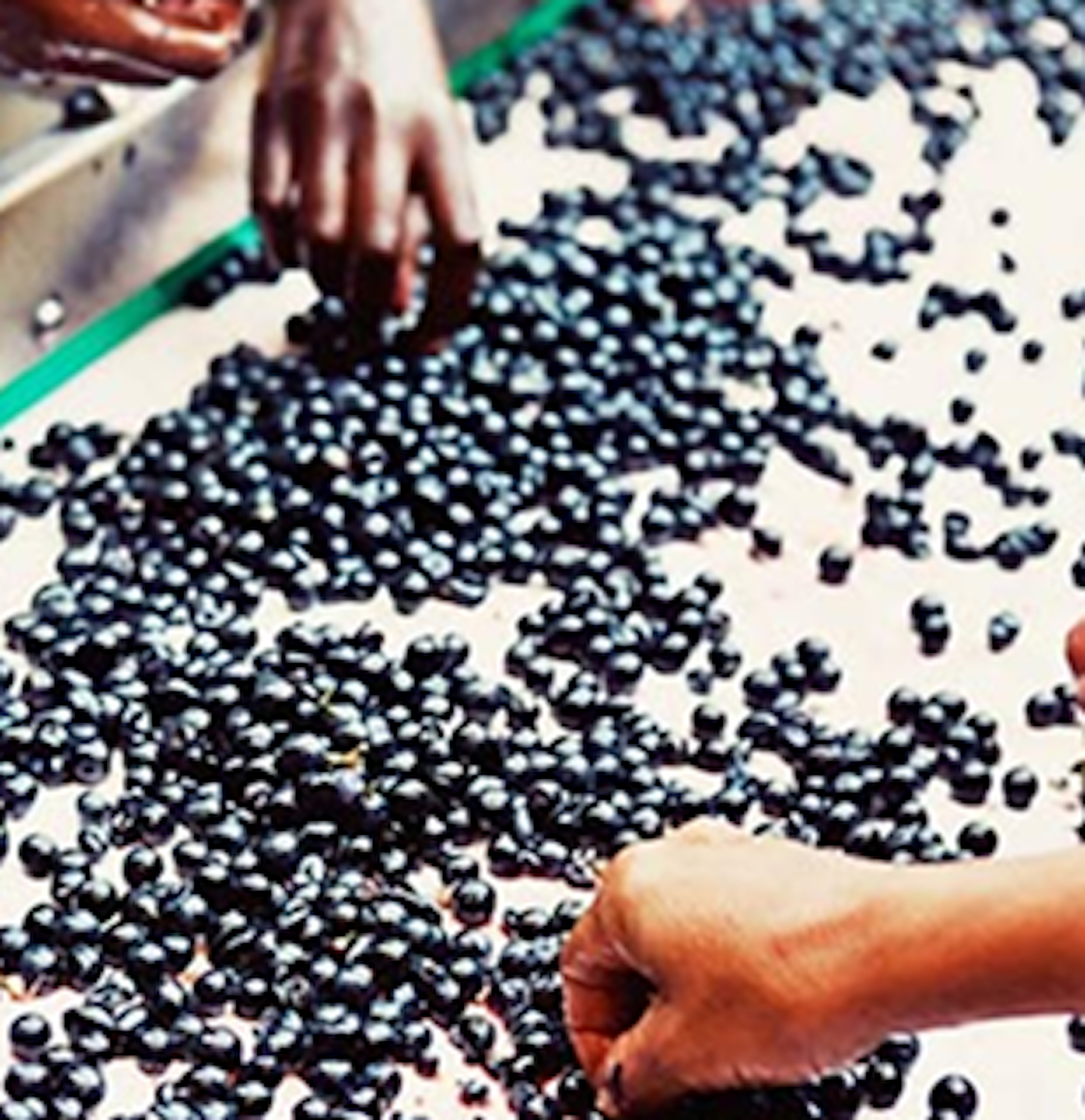 Mãos estão a selecionar uvas escuras numa superfície de trabalho, possivelmente uma linha de processamento