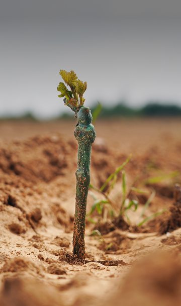 Uma jovem videira ou planta está a brotar no solo, com o seu tronco verde a destacar-se contra o fundo desfocado de terra