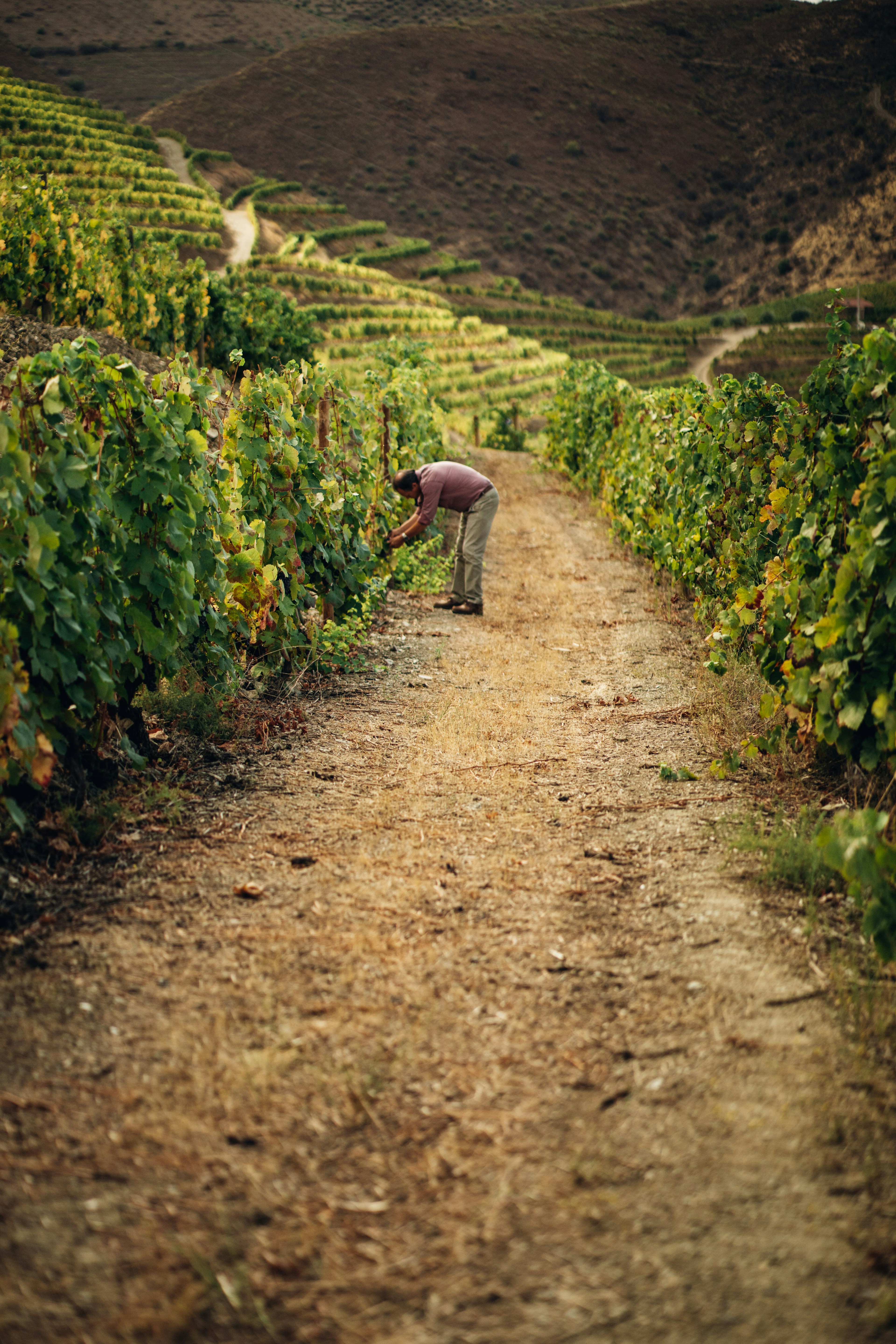 Um homem cuida das videiras num vinhedo em socalcos, atravessado por um caminho de terra batida