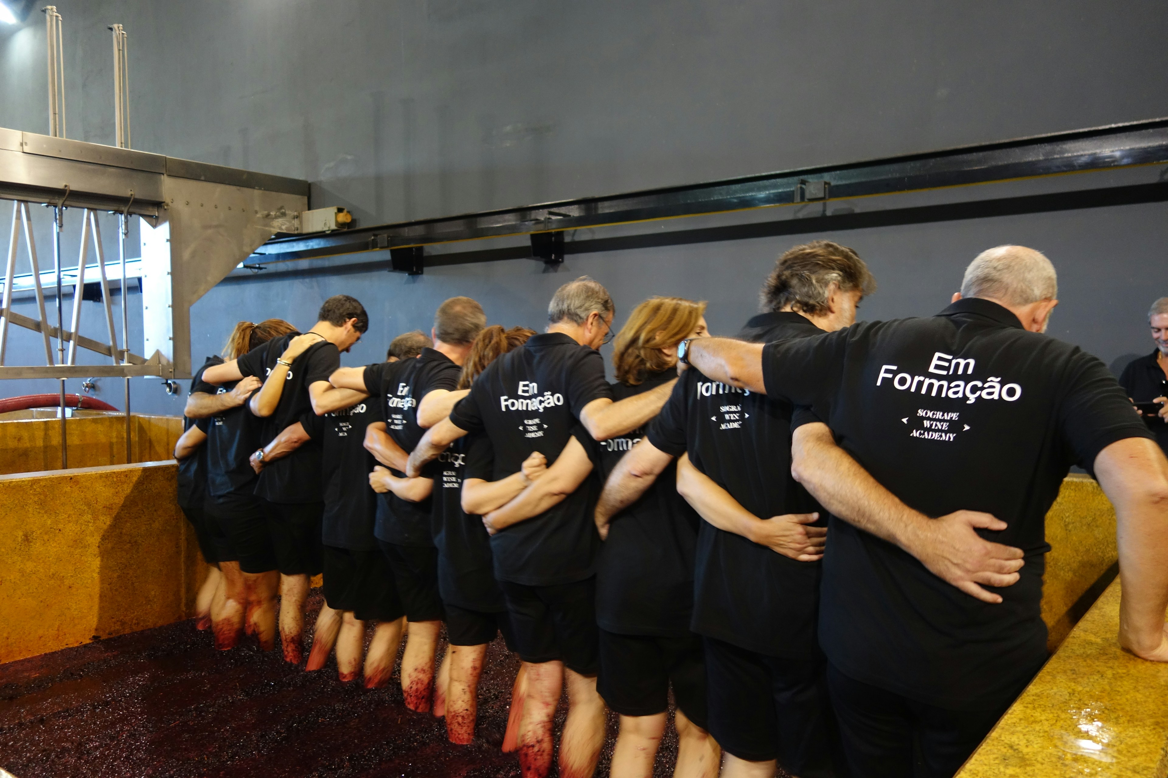 Um grupo de pessoas, vestidas com t-shirts e calções pretos, pisam uvas em uníssono num lagar, com as suas pernas e calções manchados de roxo