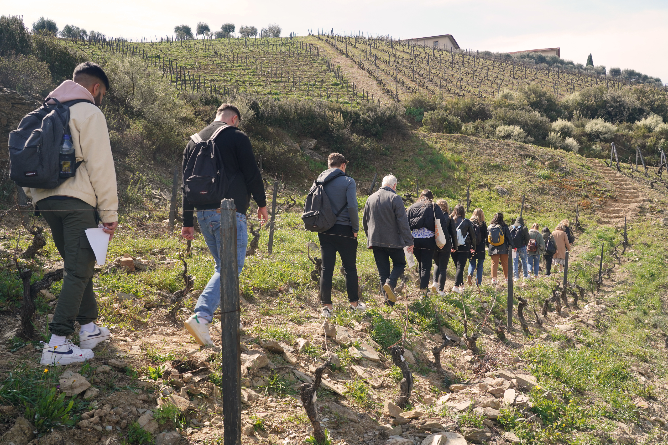 Um grupo de pessoas caminha por um trilho íngreme entre vinhas, com a paisagem de socalcos e um edifício ao fundo