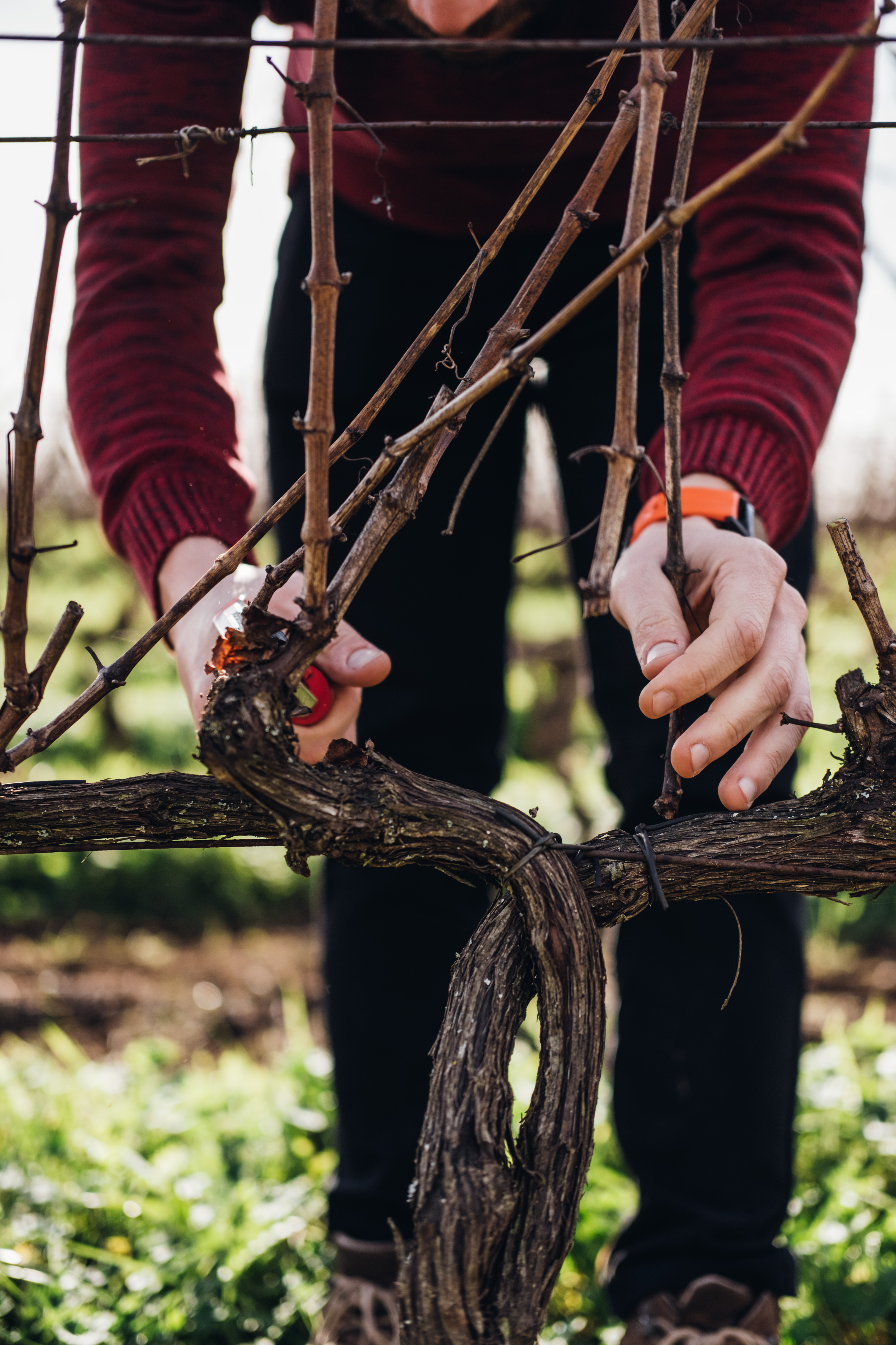Uma pessoa poda cuidadosamente uma videira com tesouras de poda, focando na vinha em primeiro plano