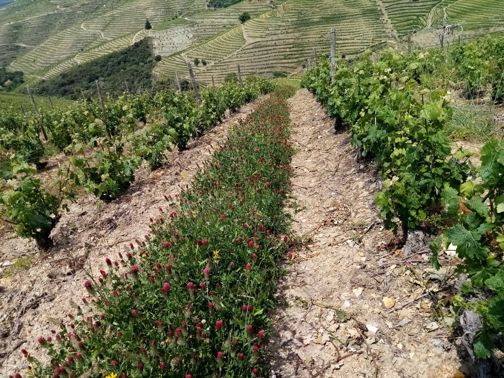 Um caminho ladeado por vinhas e flores vermelhas estende-se por uma encosta, com socalcos de vinha a perder de vista no horizonte
