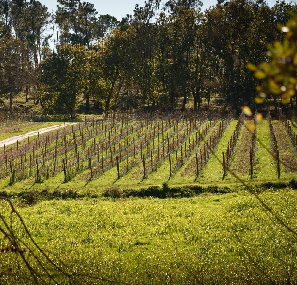 Um caminho de terra serpenteia por entre filas de vinhas e relva verde, com uma floresta densa ao fundo