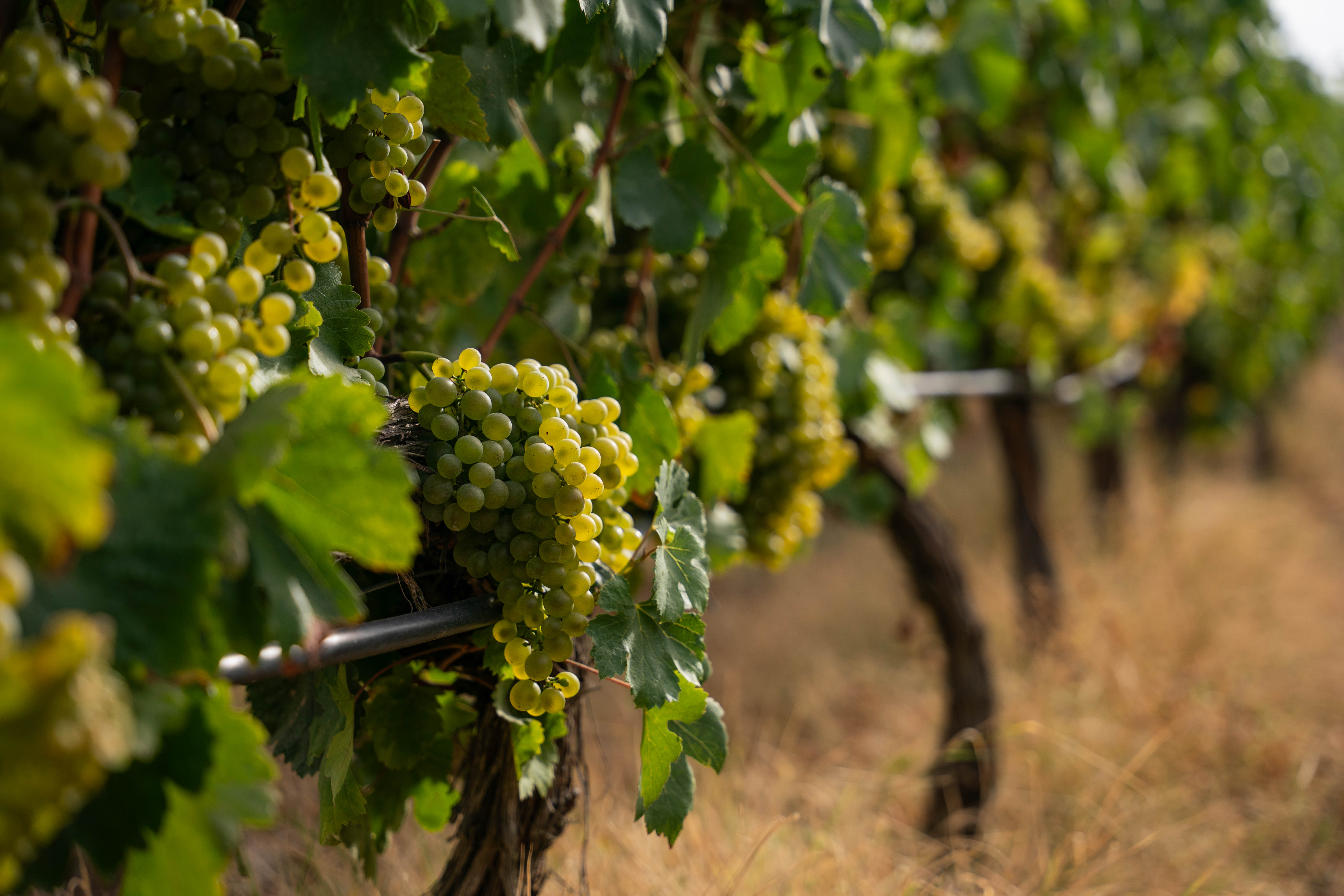 Cachos de uvas verdes maduras pendem de uma videira, com outras filas de vinhas desfocadas ao fundo, sob a luz do sol
