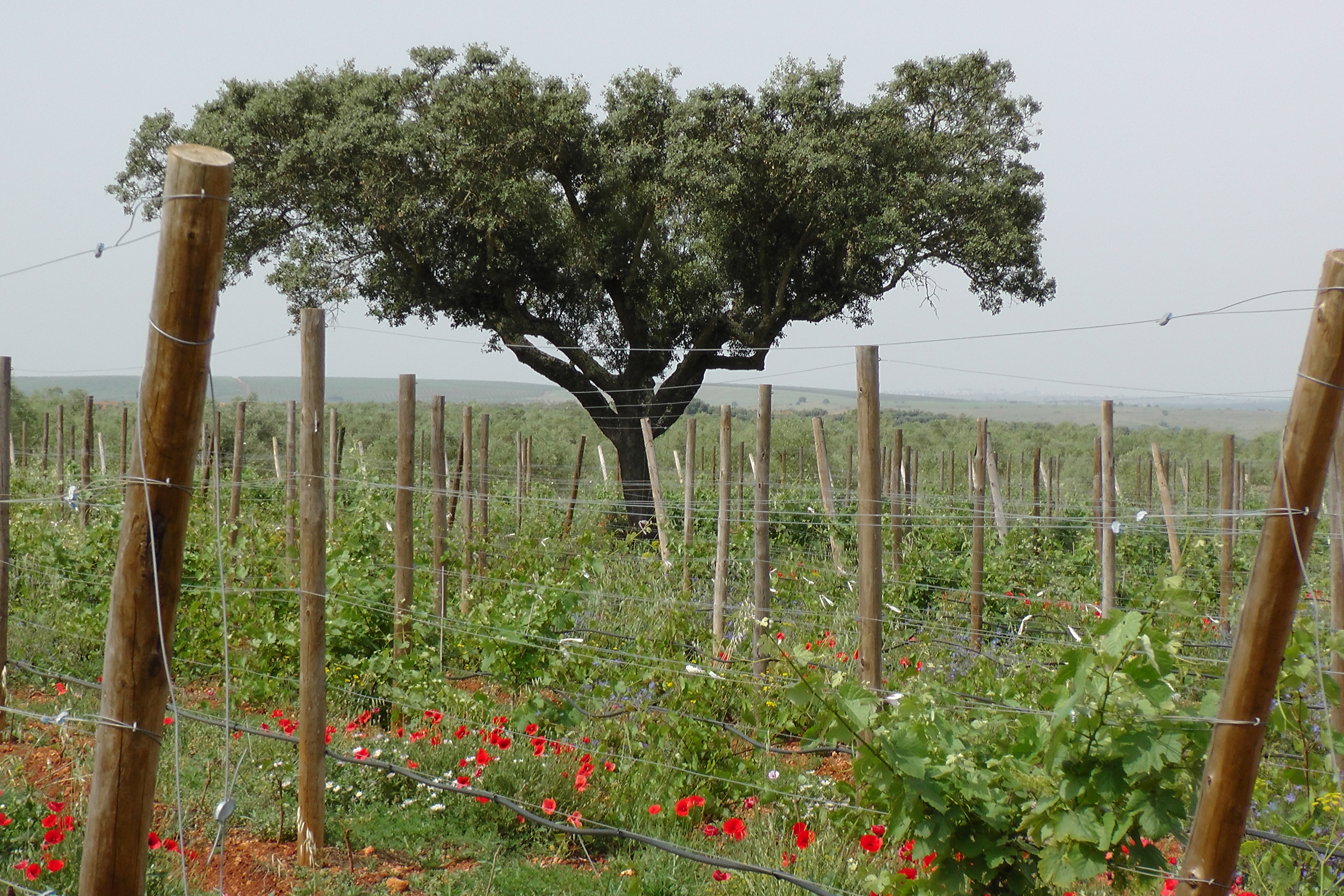 Uma vinha com flores vermelhas e um grande carvalho em destaque ao fundo, sob um céu luminoso