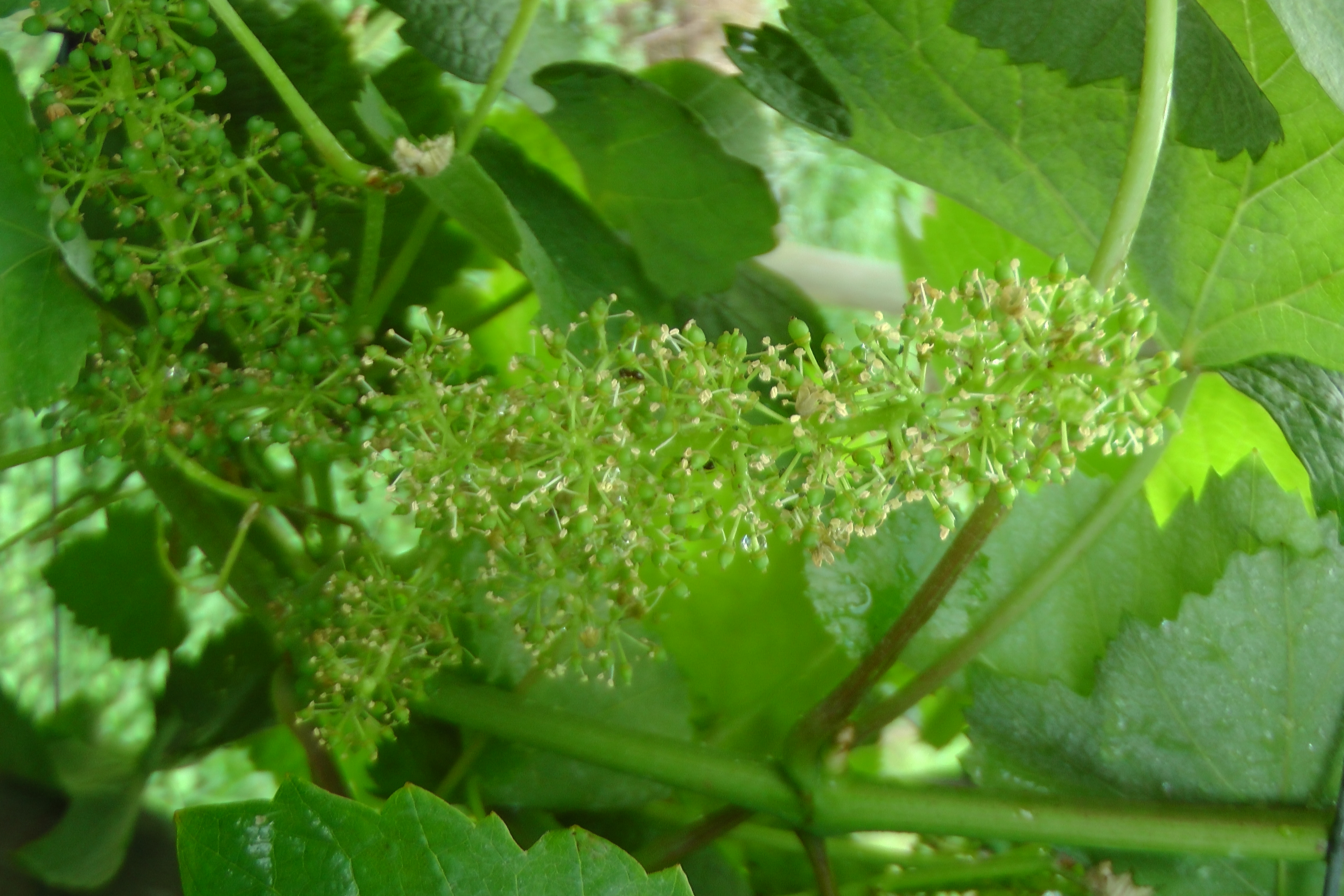 Uma inflorescência de videira com flores e uvas verdes muito jovens