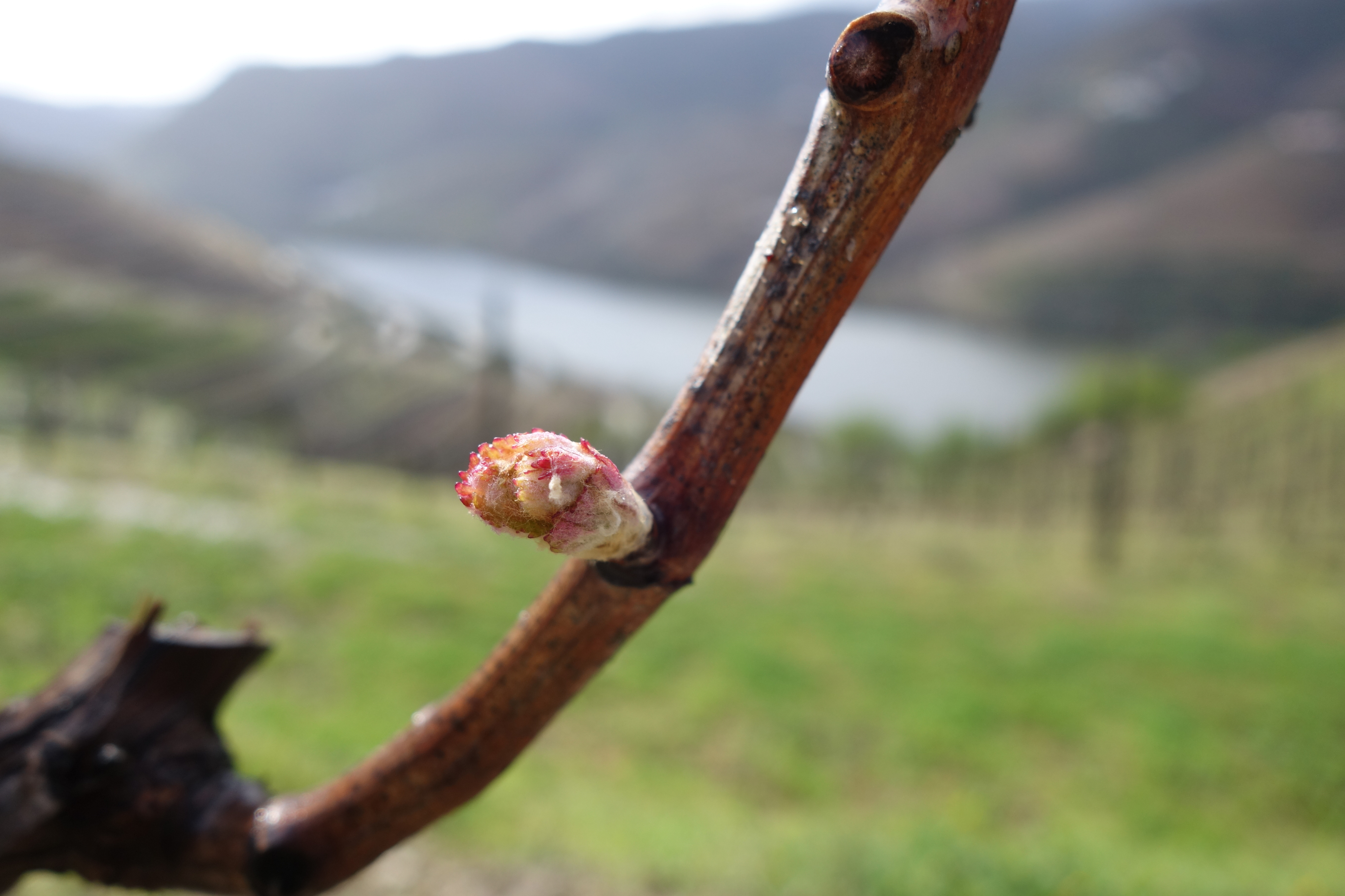 Um rebento de videira a nascer, com as vinhas e um rio ao fundo
