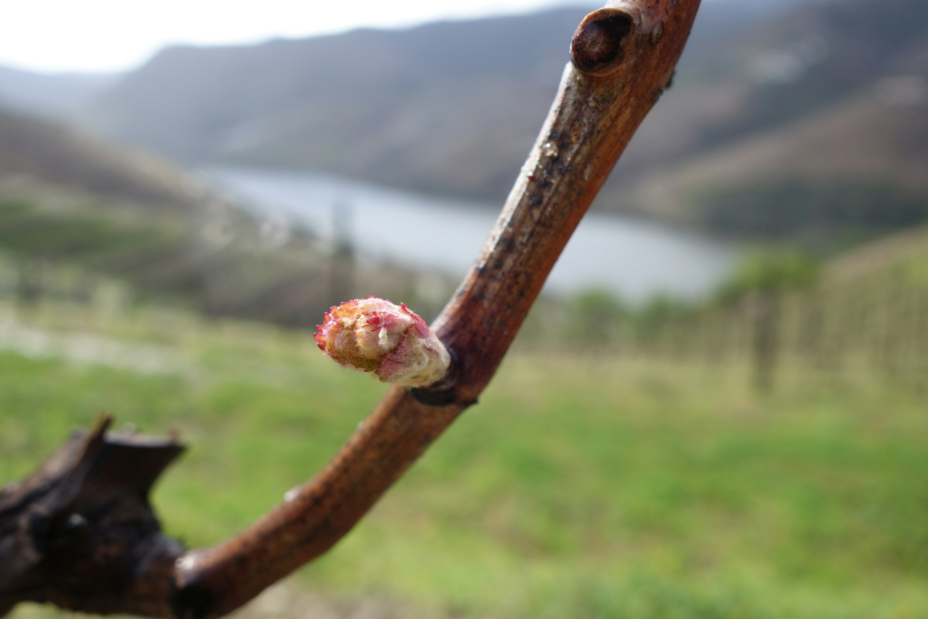 Um rebento de videira a nascer, com as vinhas e um rio ao fundo