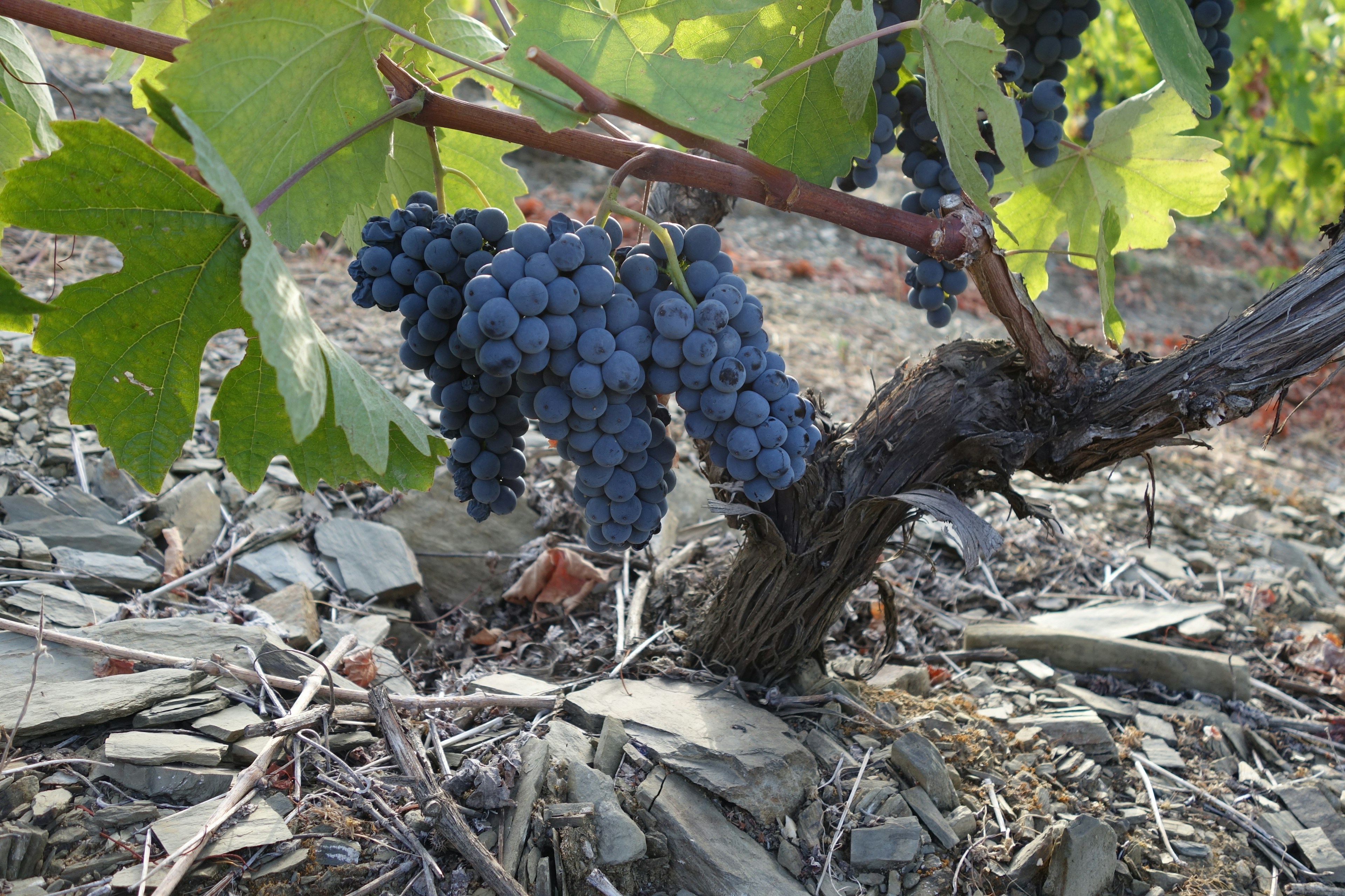 Cachos de uvas tintas pendurados numa videira