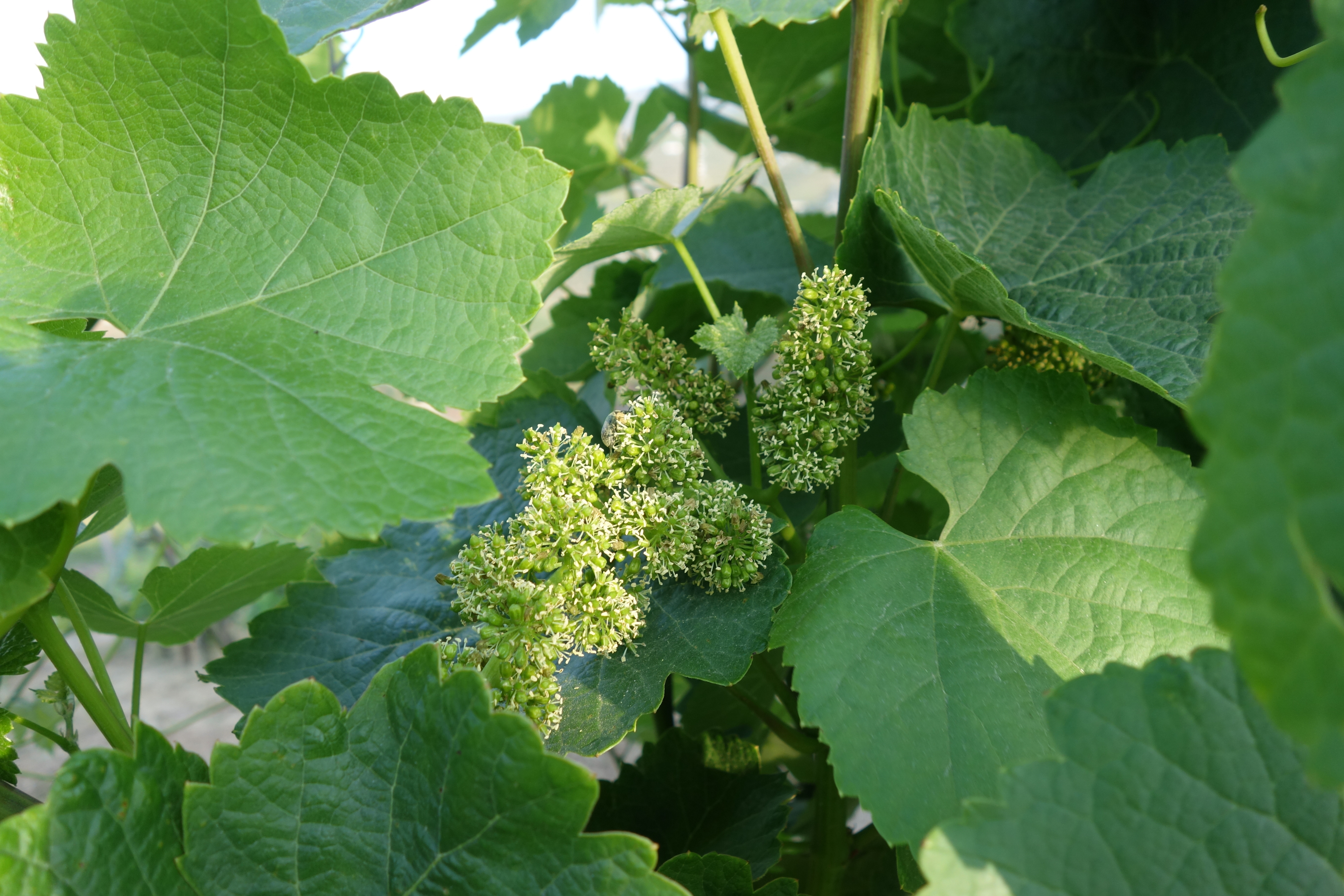 Folhas de videira verdes e cachos de flores de uva em desenvolvimento são visíveis numa vinha, com um inseto num dos cachos