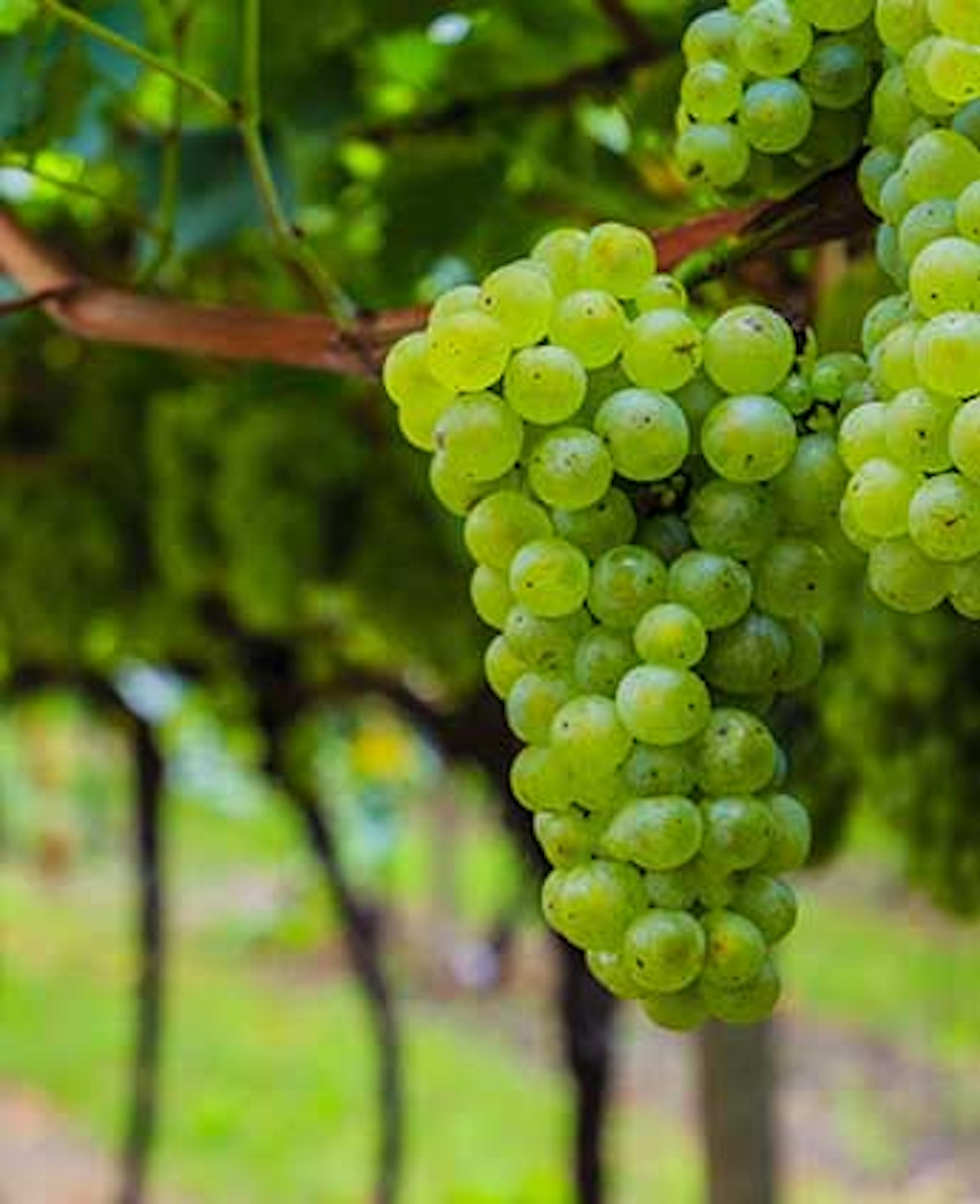 Um cacho de uvas verdes pendurado numa vinha