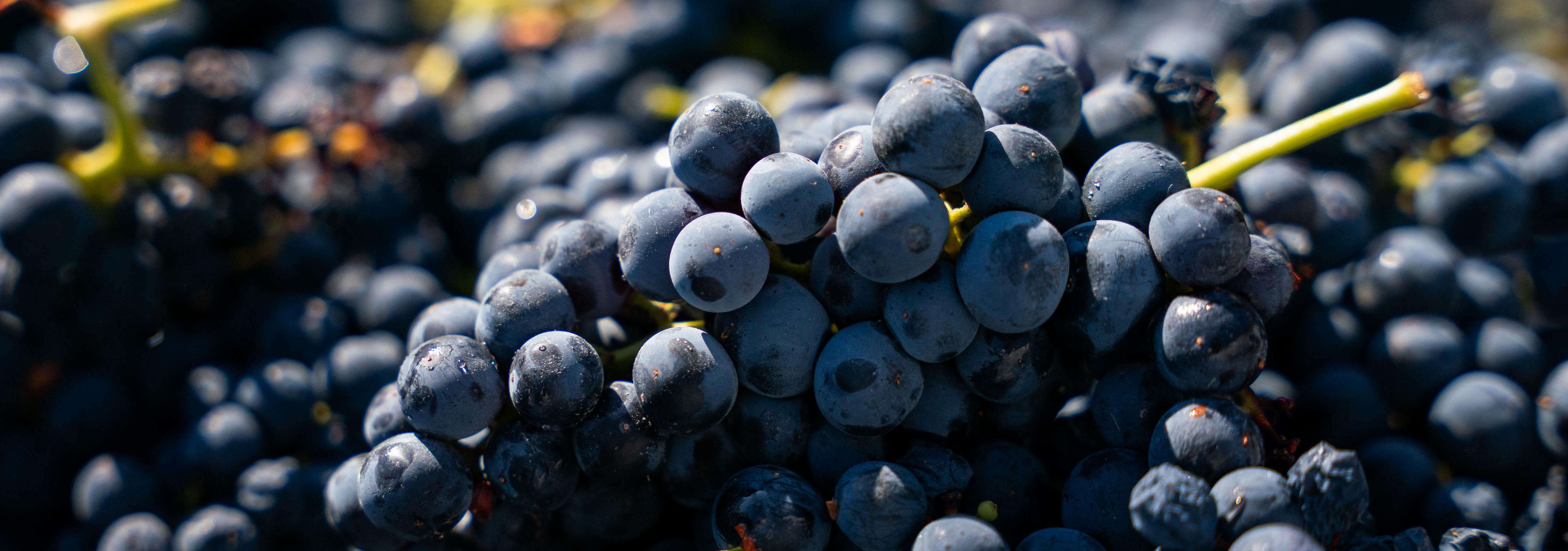 A imagem mostra um grande plano de uvas escuras e frescas, com gotas de água nas bagas e um fundo desfocado
