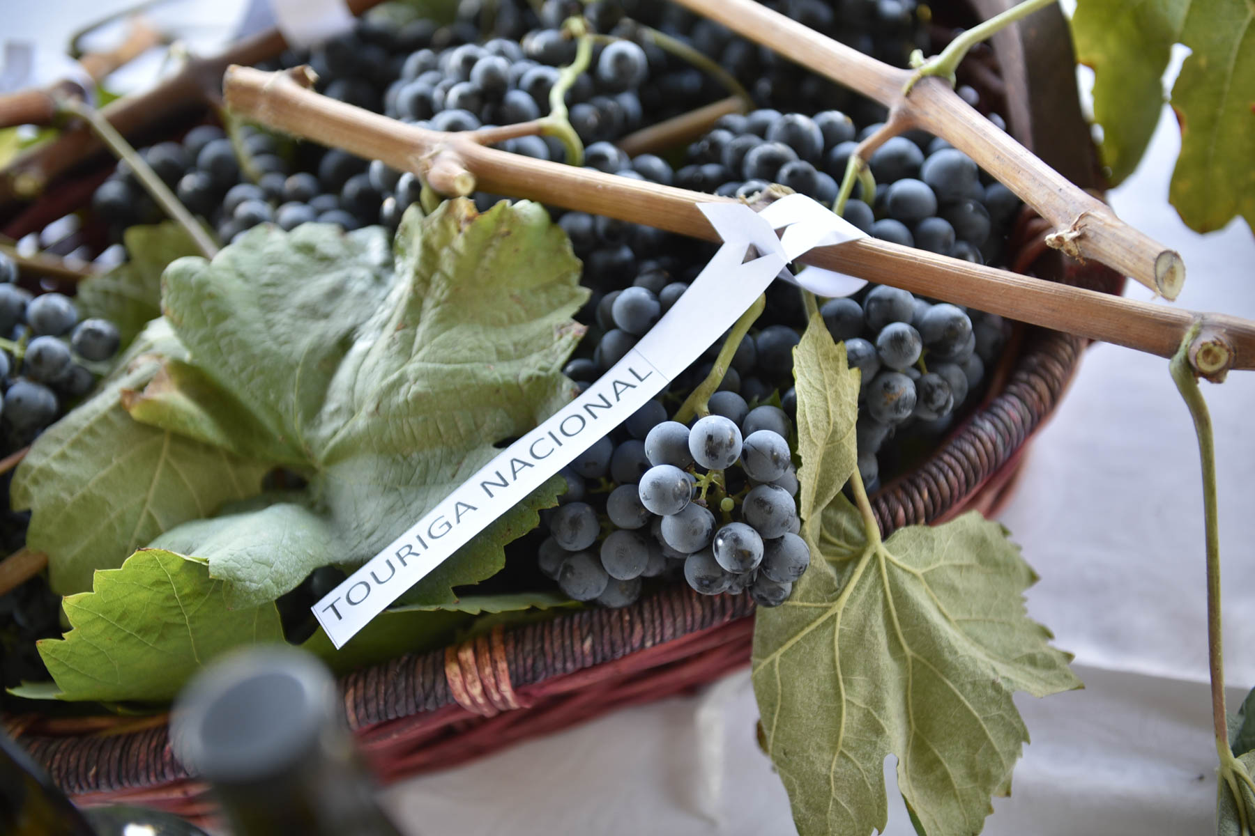Um cesto de vime está repleto de uvas escuras da casta Touriga Nacional, com folhas de videira e ramos visíveis, e uma etiqueta a identificar a variedade