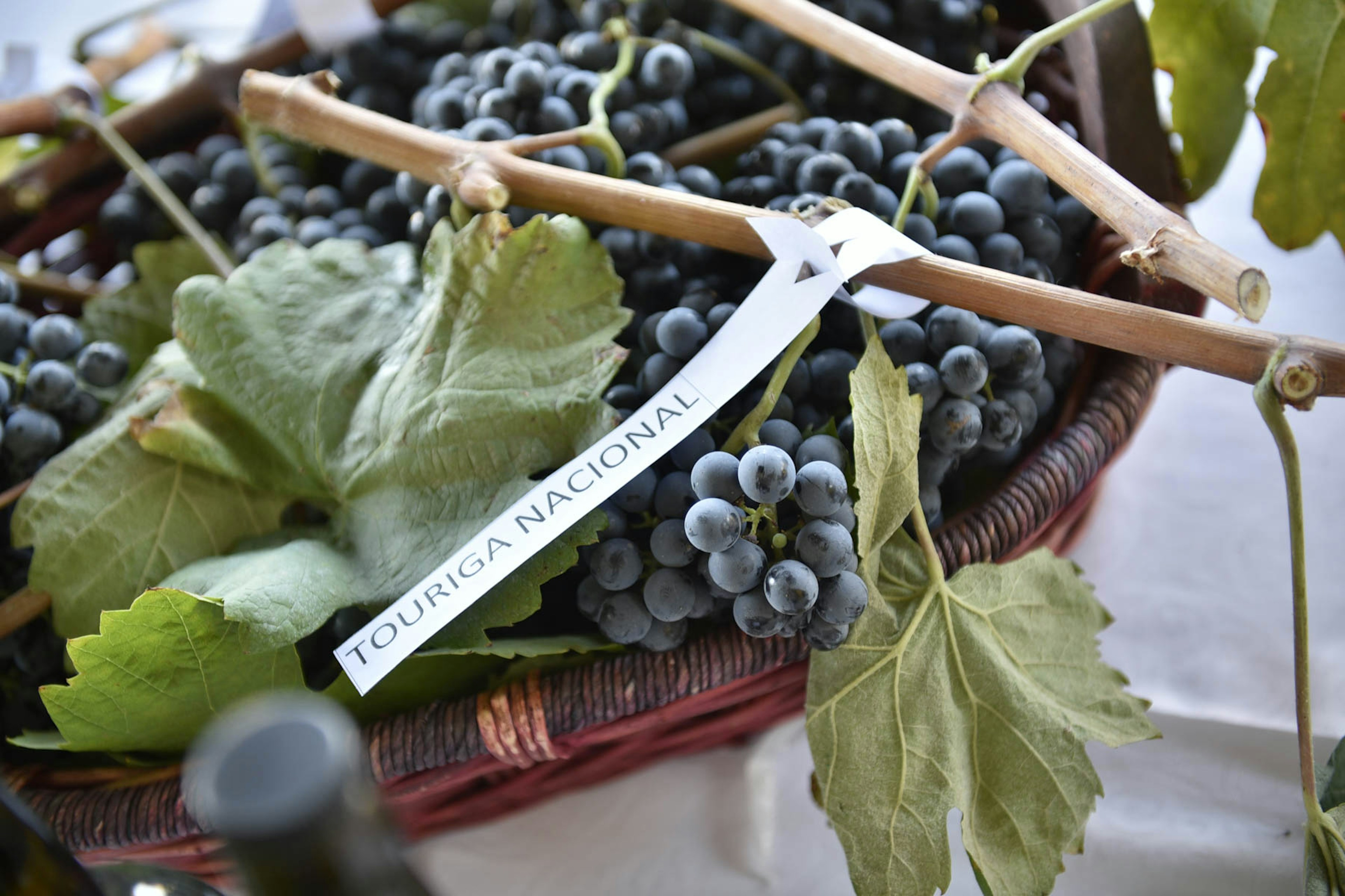 Um cesto de vime está repleto de uvas escuras da casta Touriga Nacional, com folhas de videira e ramos visíveis, e uma etiqueta a identificar a variedade