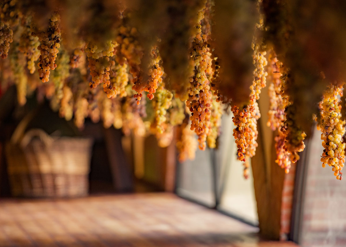 Cachos de uvas, em tons de amarelo e laranja, pendurados para secar, com um cesto desfocado ao fundo