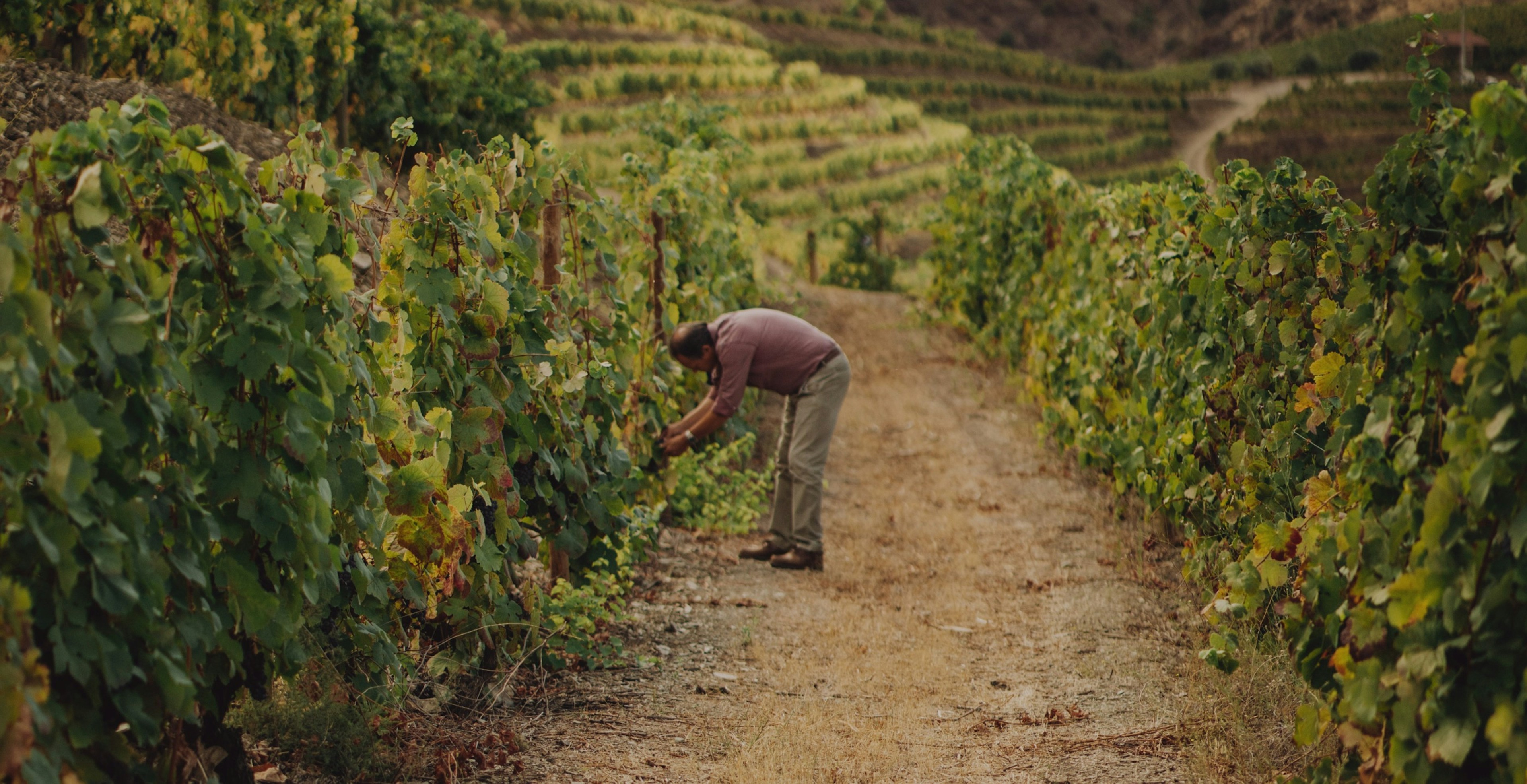 Um homem inclina-se para inspecionar as uvas num trilho de terra batida entre filas de vinhas, com socalcos no fundo