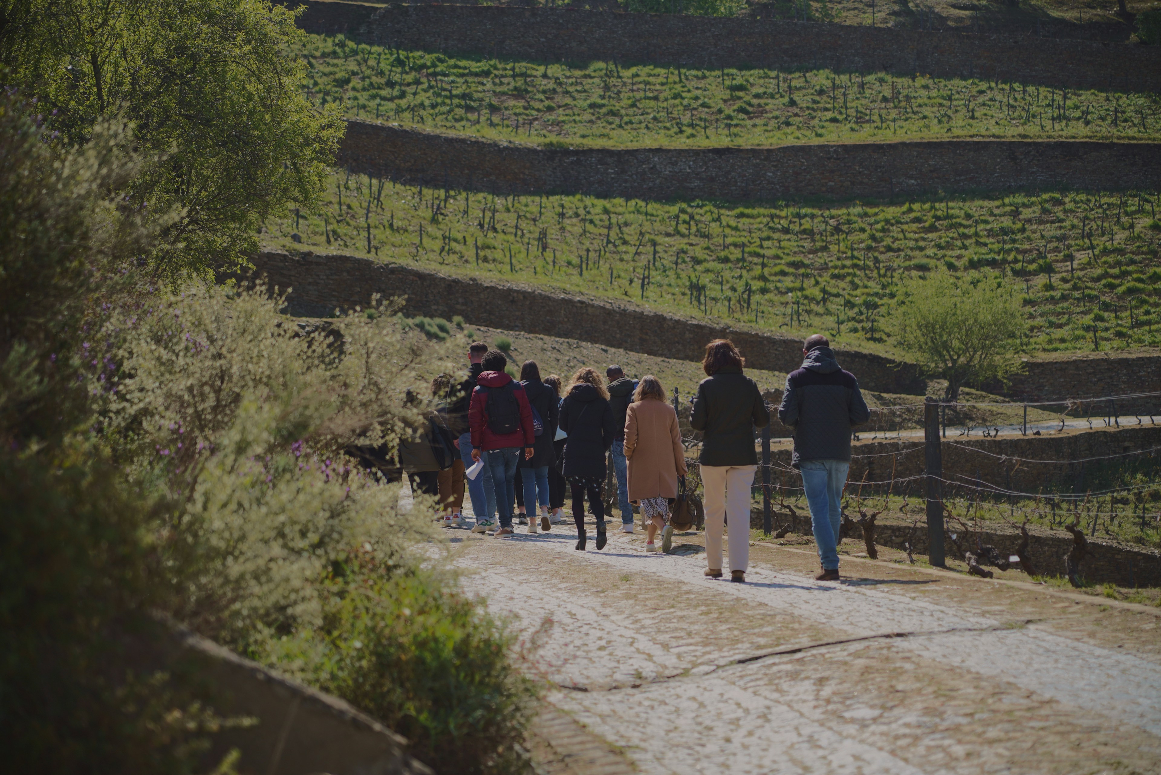 Um grupo de pessoas caminha por um caminho pavimentado entre vinhas em socalcos