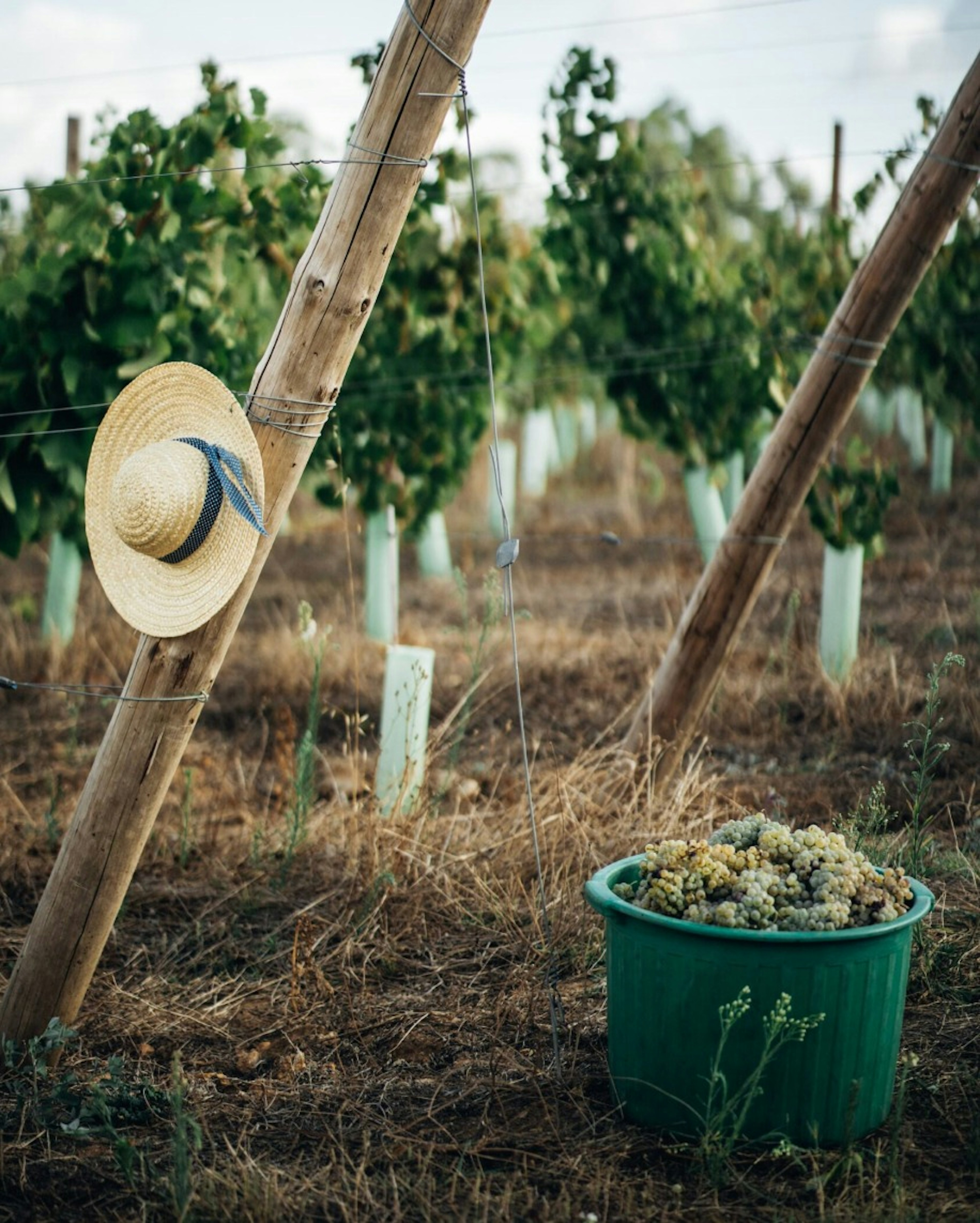 Um chapéu de palha está pendurado num poste de madeira entre fileiras de videiras, com um balde cheio de uvas no chão