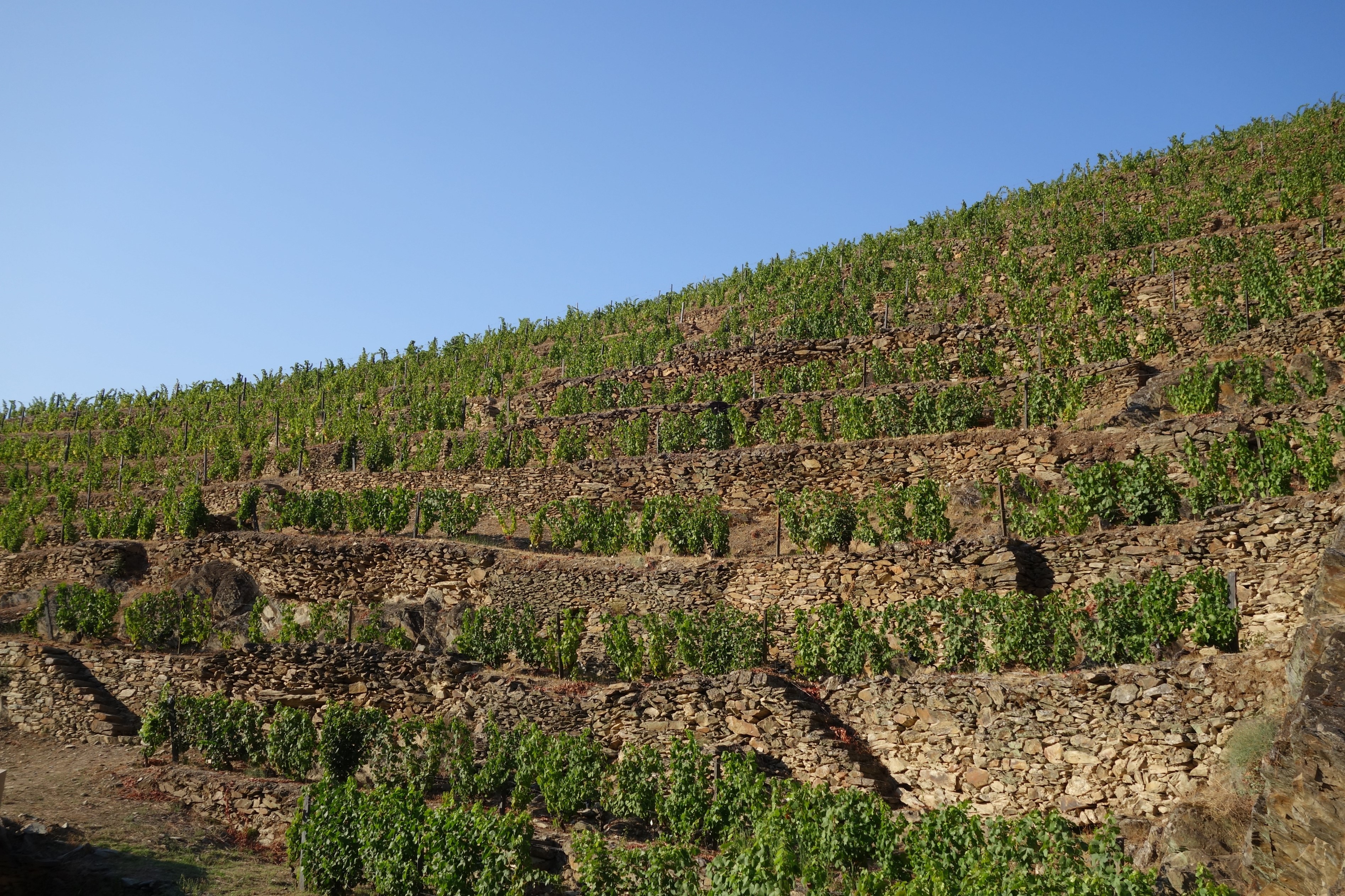 Uma vista panorâmica de vinhas em socalcos com muros de pedra sob um céu azul