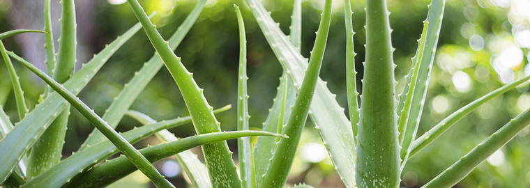 Aloe Vera Plants