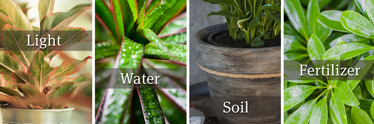 Collage of Four Different Houseplants with the following four words - one over each image: Light, Water, Soil, Fertilizer