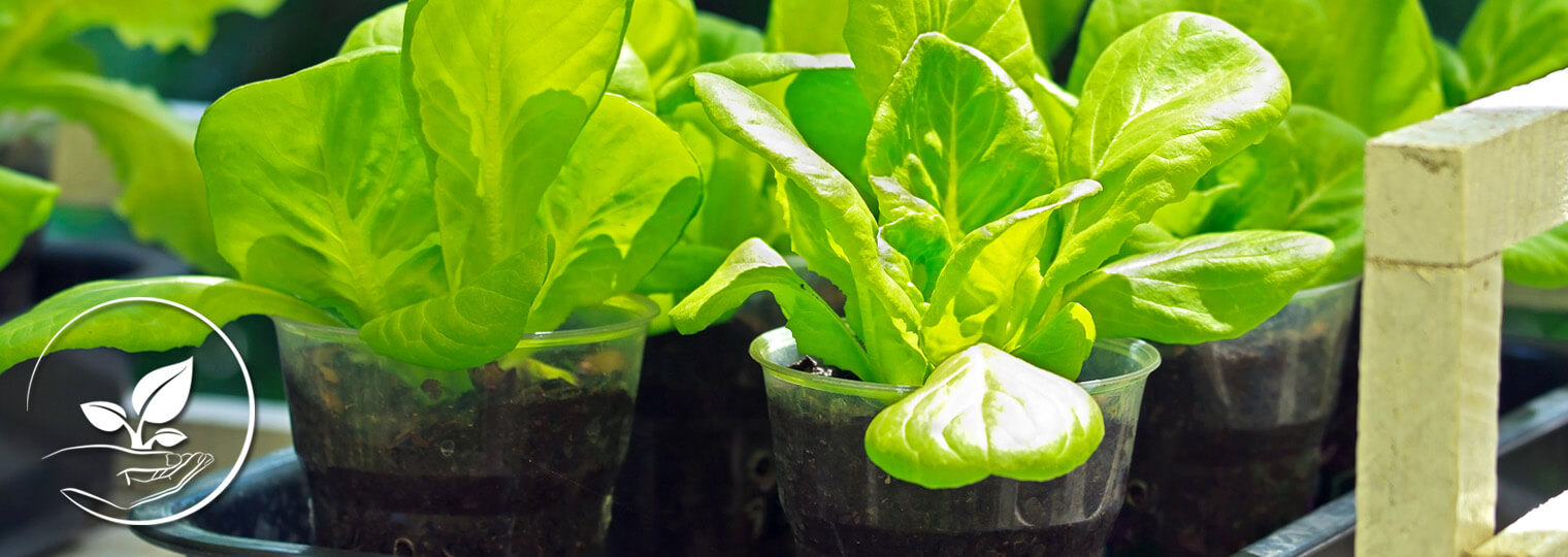 Plants in pots