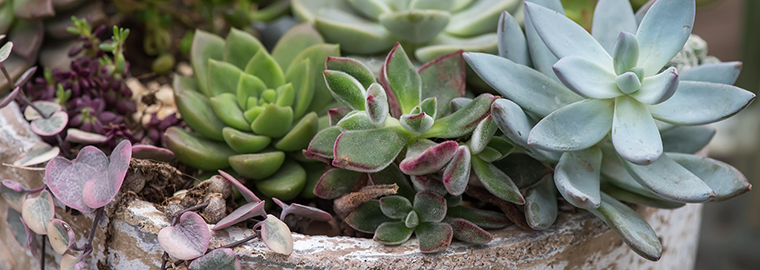 Succulent closeup