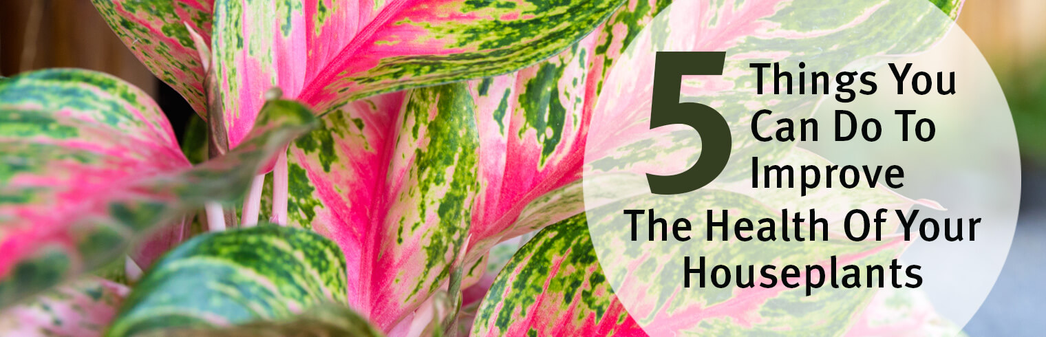 Image of pink and green houseplant with text "5 Things you can do to Improve the Health of Your Houseplants"