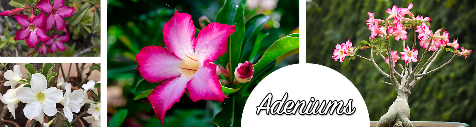 Adeniums - a collage of 4 different adeniums; deep pink, white, bright pink and white, and light pink and white
