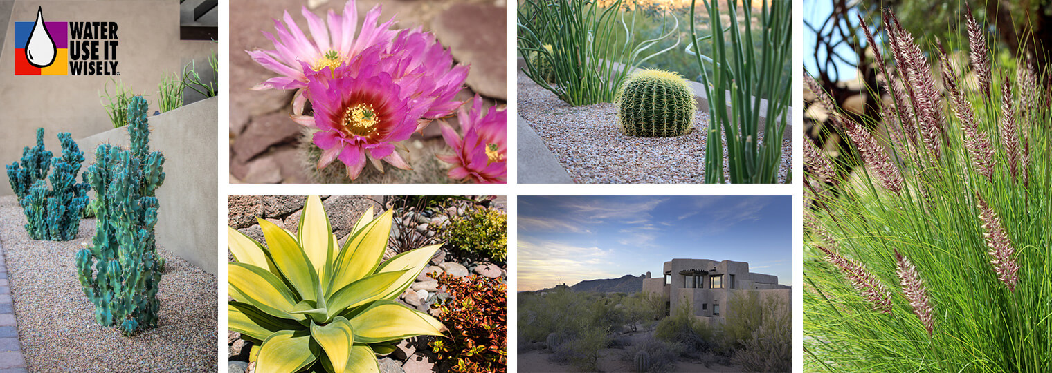 A collage of beautiful water-friendly desert plants with the "water use it wisely" logo