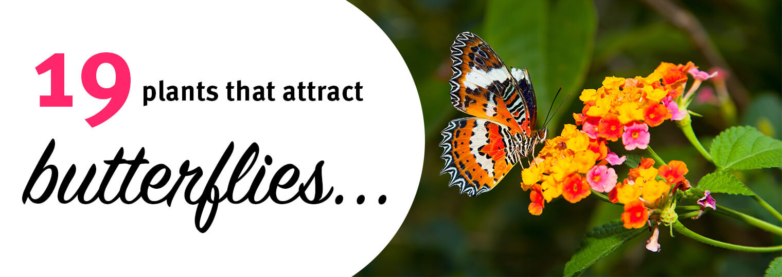 19 Plants that Attract Butterflies - with photo of colorful orange, black and white butterfly on orange and yellow lantana flowers
