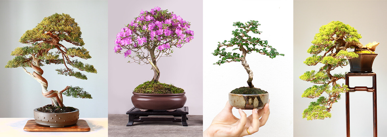 Collage: 4 potted Bonsai trees, three of them evergreen, one of them flowering pink blooms