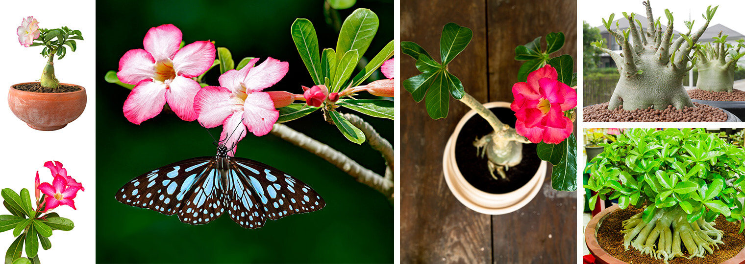 Collage: white potted adenium, bright pink and wite adeniums (one with a blue and black butterfly on it), a red potted adenium, a large adenium with small leaves, and a large adenium with large green leaves