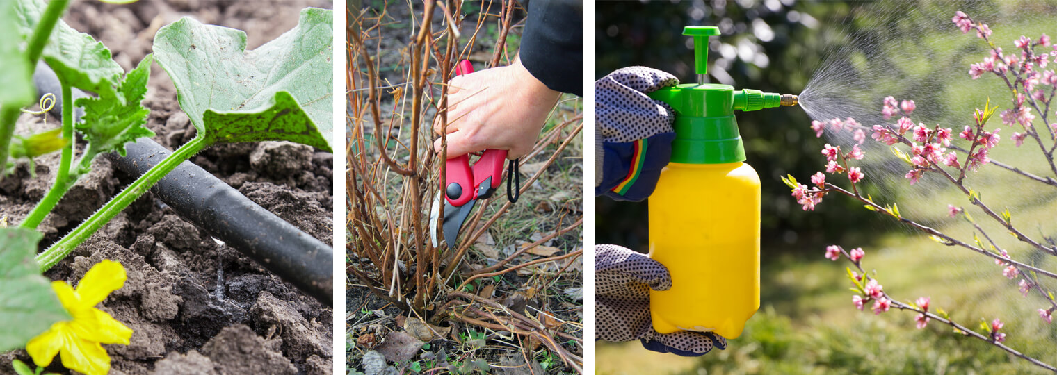 Collage: Drip system in veggie garden, pruning, and spraying a flowering shrub
