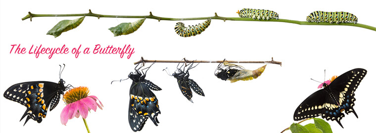 The Lifecycle of a Butterfly Illustration - from egg to larva or caterpillar, to pupa to adult butterfly