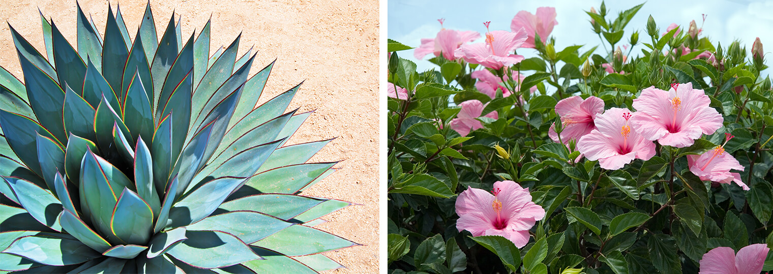 2 pictures: an agave plant and a pink hibicus bush