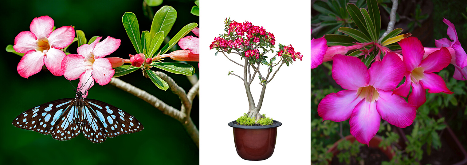 pink and white adenium with blue and black butterfly; potted red adenium and a bright pink adenium