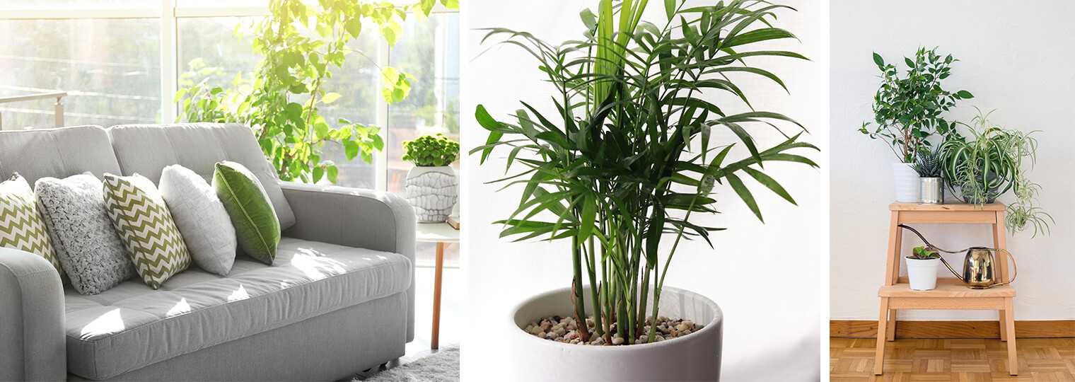 Three images: Houseplants in Living Room, Potted houseplant and a variety of houseplants on a stool with a watering can