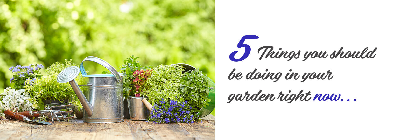 Text: 5 things you should be doing in your garden right now... Photo: Deck with garden tools and plants