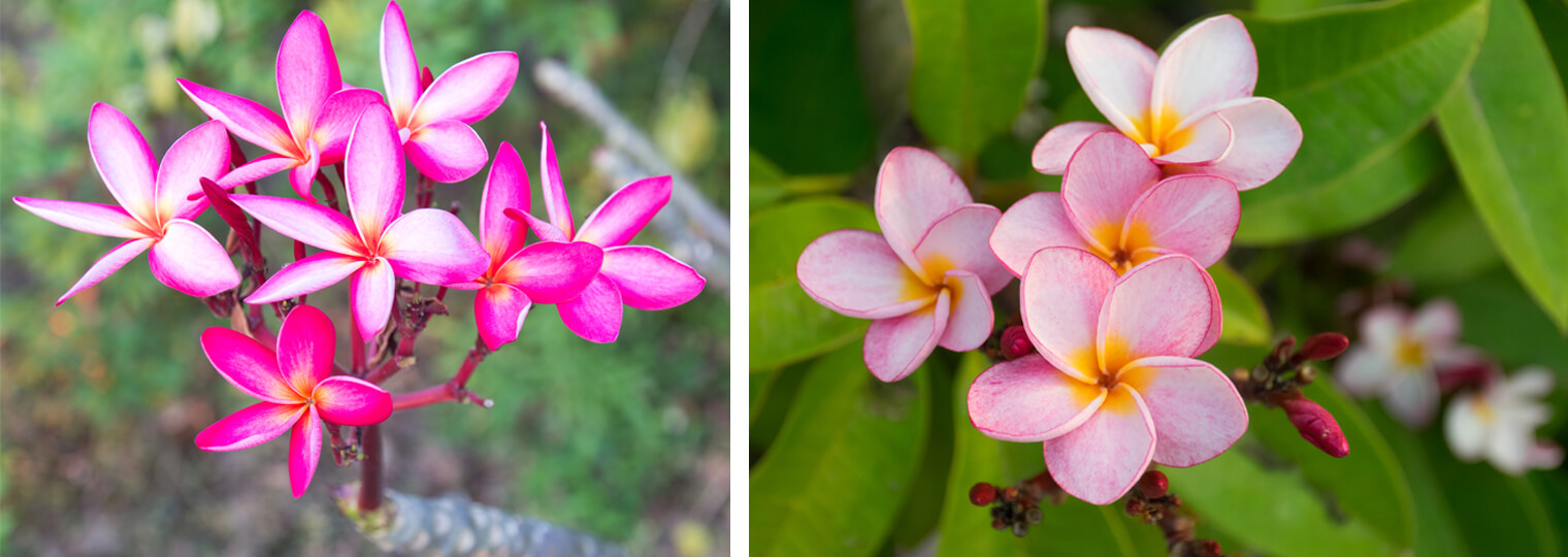 bright pink plumeria and light pink and yellow plumeria plant