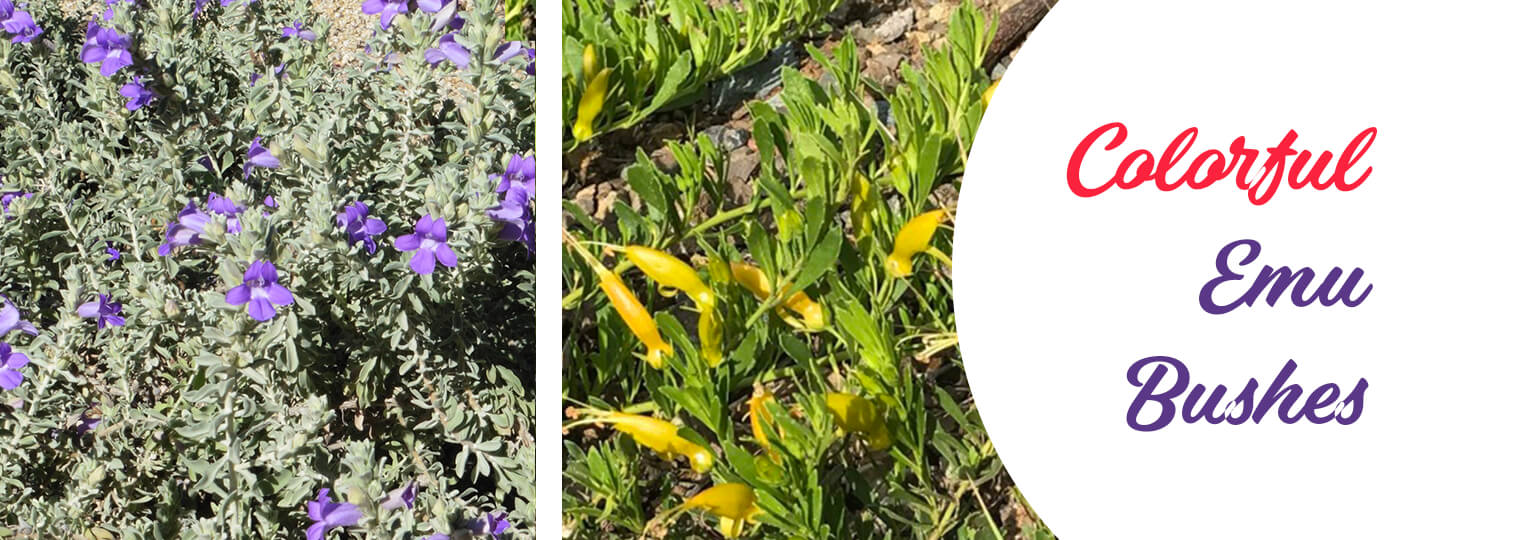 Colorful Emu Bushes