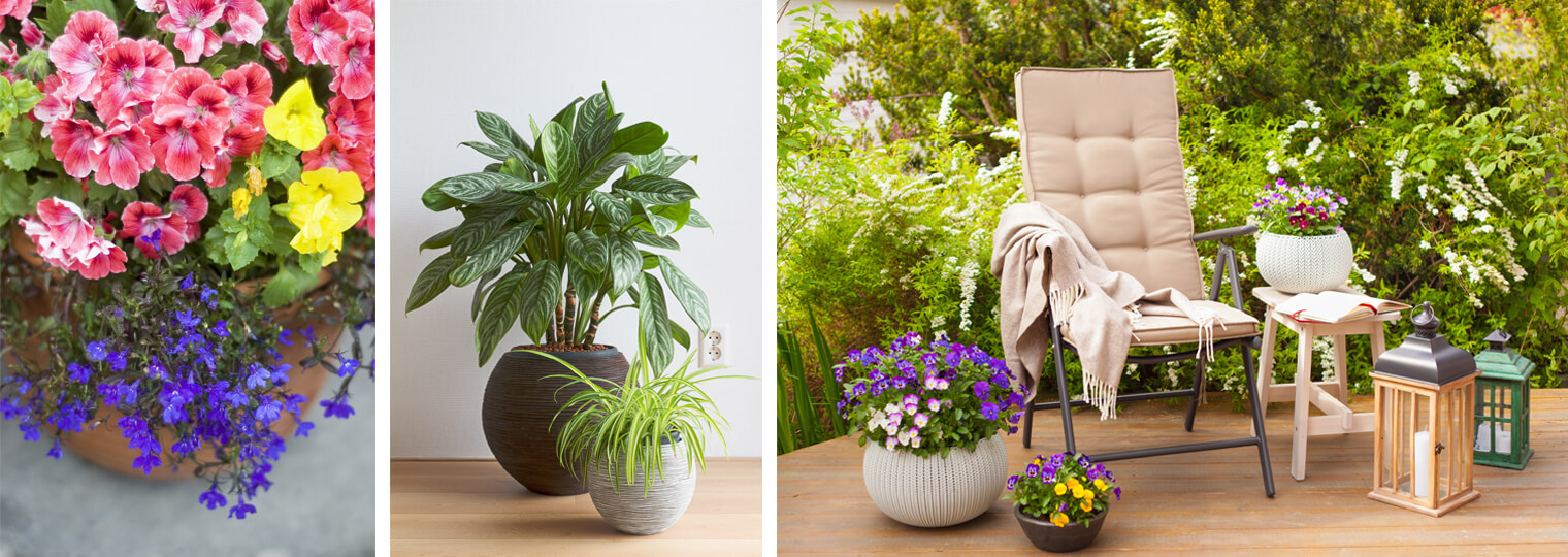 Collage: Potted coral, yellow and purple flowers, potted houseplants and potted flowers on a lush patio with chair, table and lantern